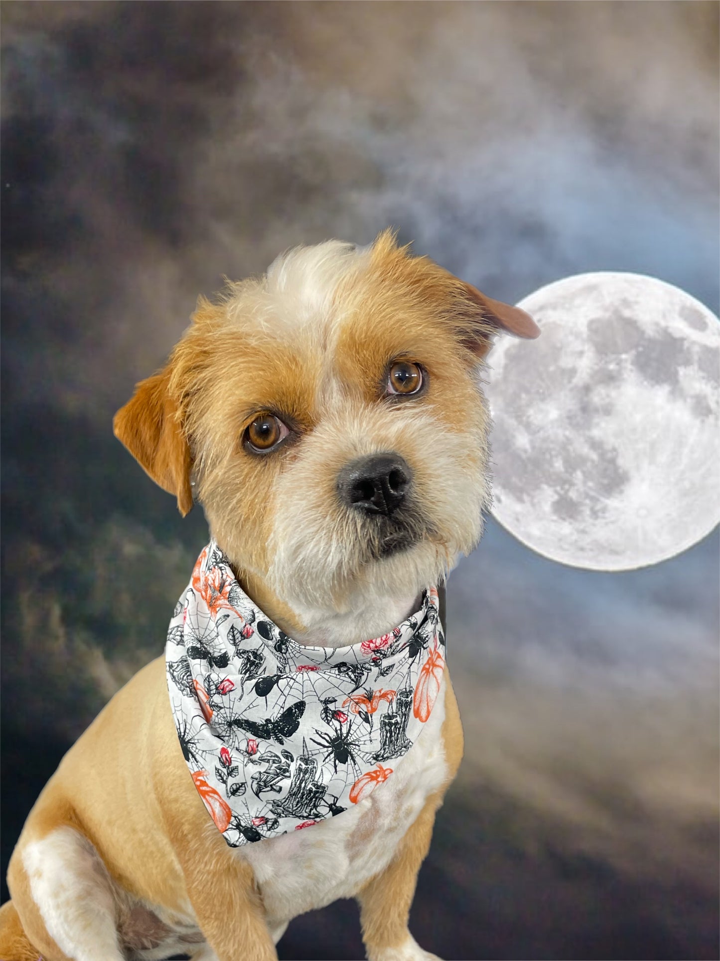 Halloween Bandana for the small dog cavoodle terrier dachshund reversible, cotton