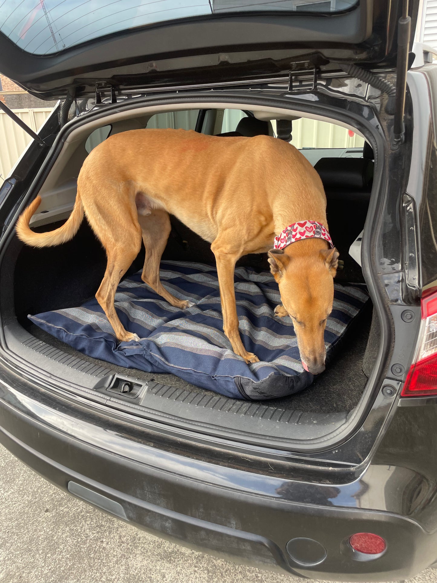 SALE! Blue stuff it cover only dog bed, washable fabric, recycled dog bed, kennel bed puppy mastiff Dane big larges