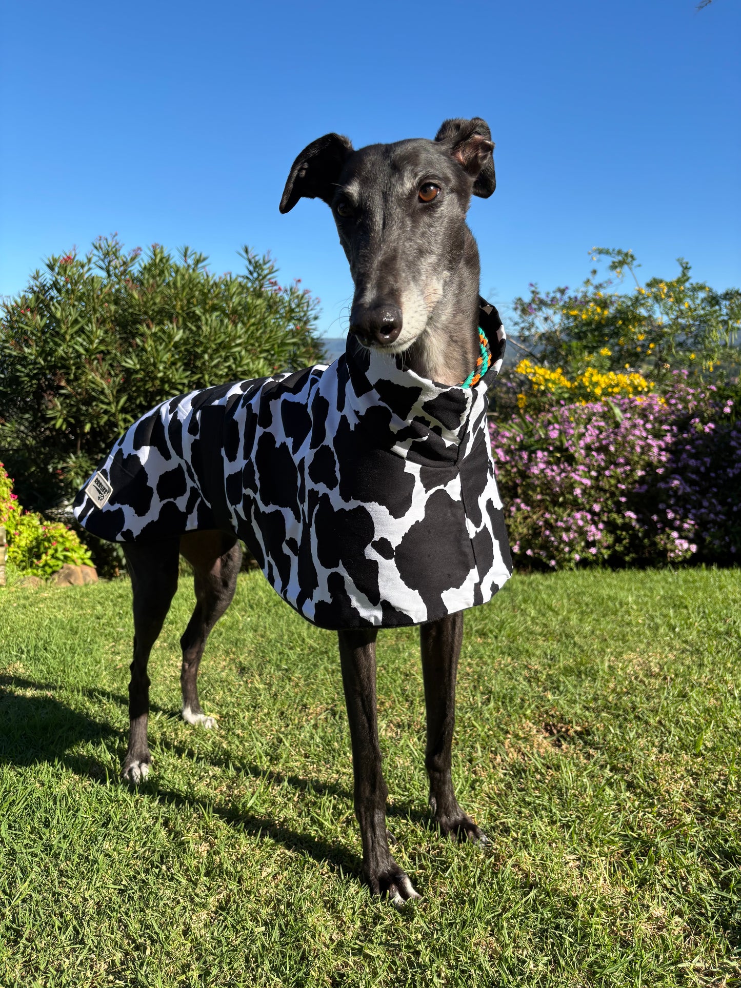 Moo cow print cotton & fleece greyhound sports