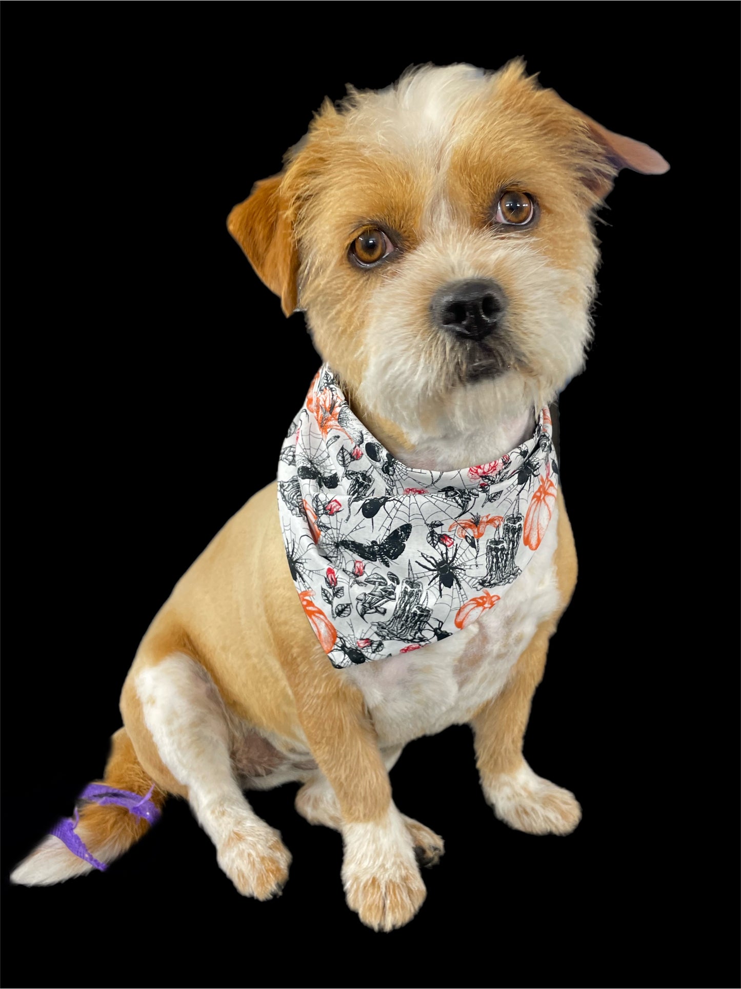 Halloween Bandana for the small dog cavoodle terrier dachshund reversible, cotton