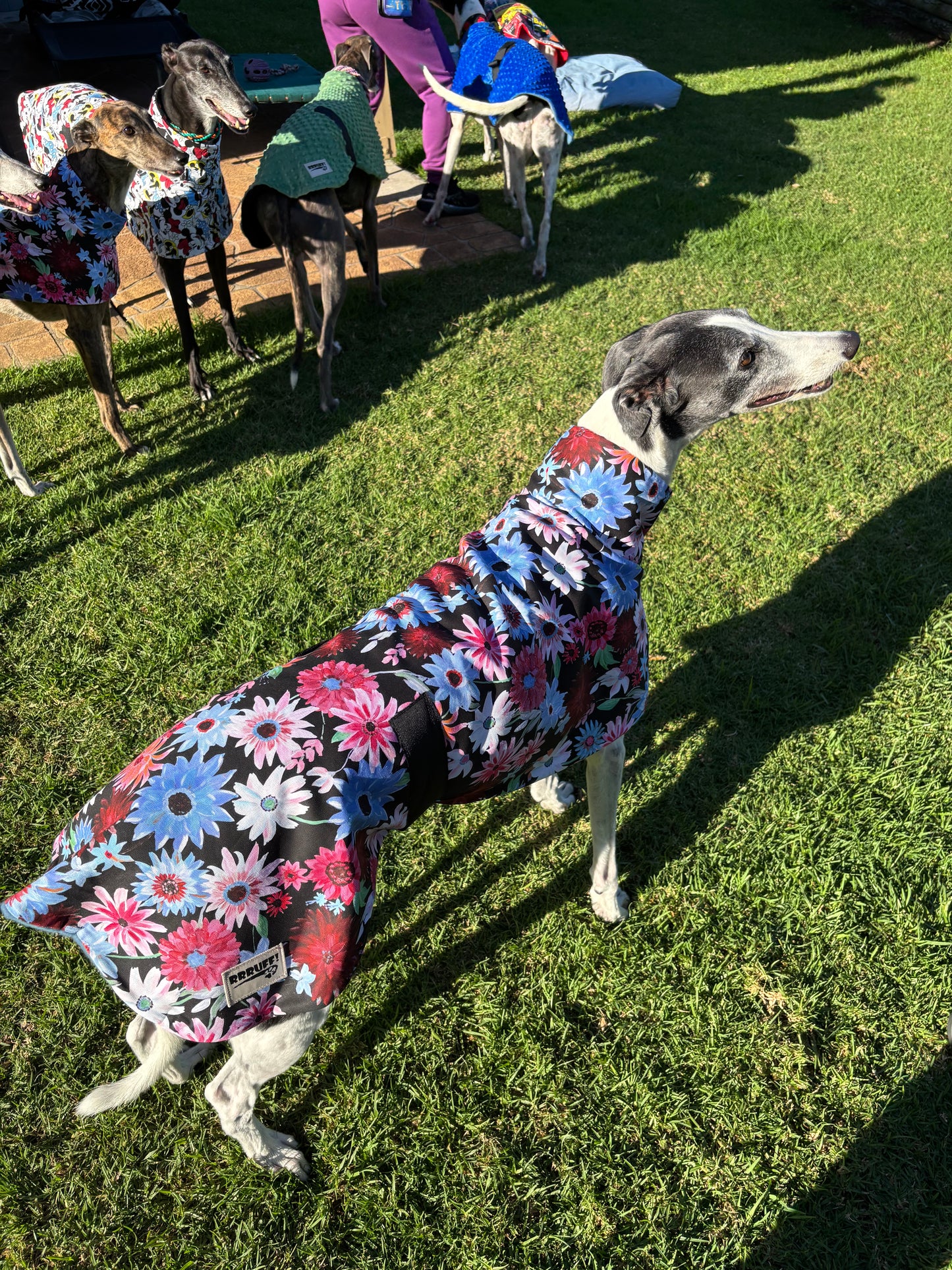 Gerberas in bloom cotton sports