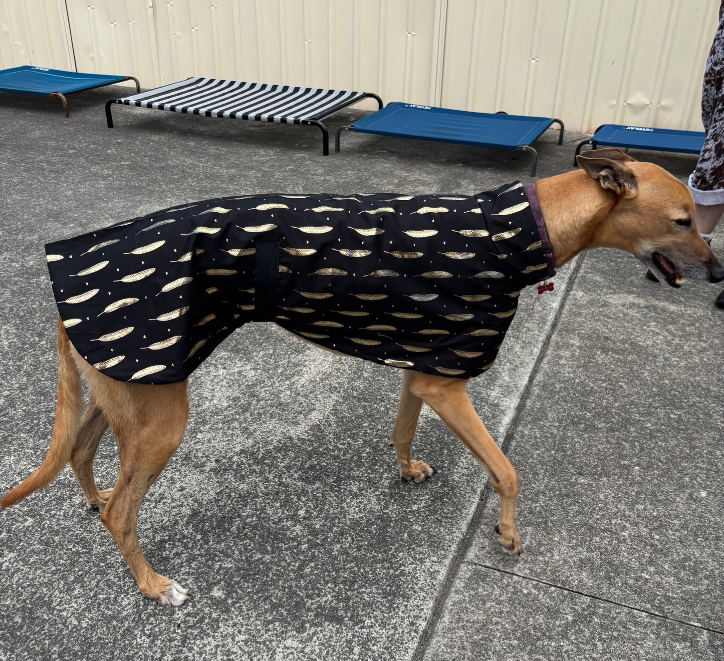 Black with shiny gold feathers Summer sun coat featherweight greyhound slip-on coat