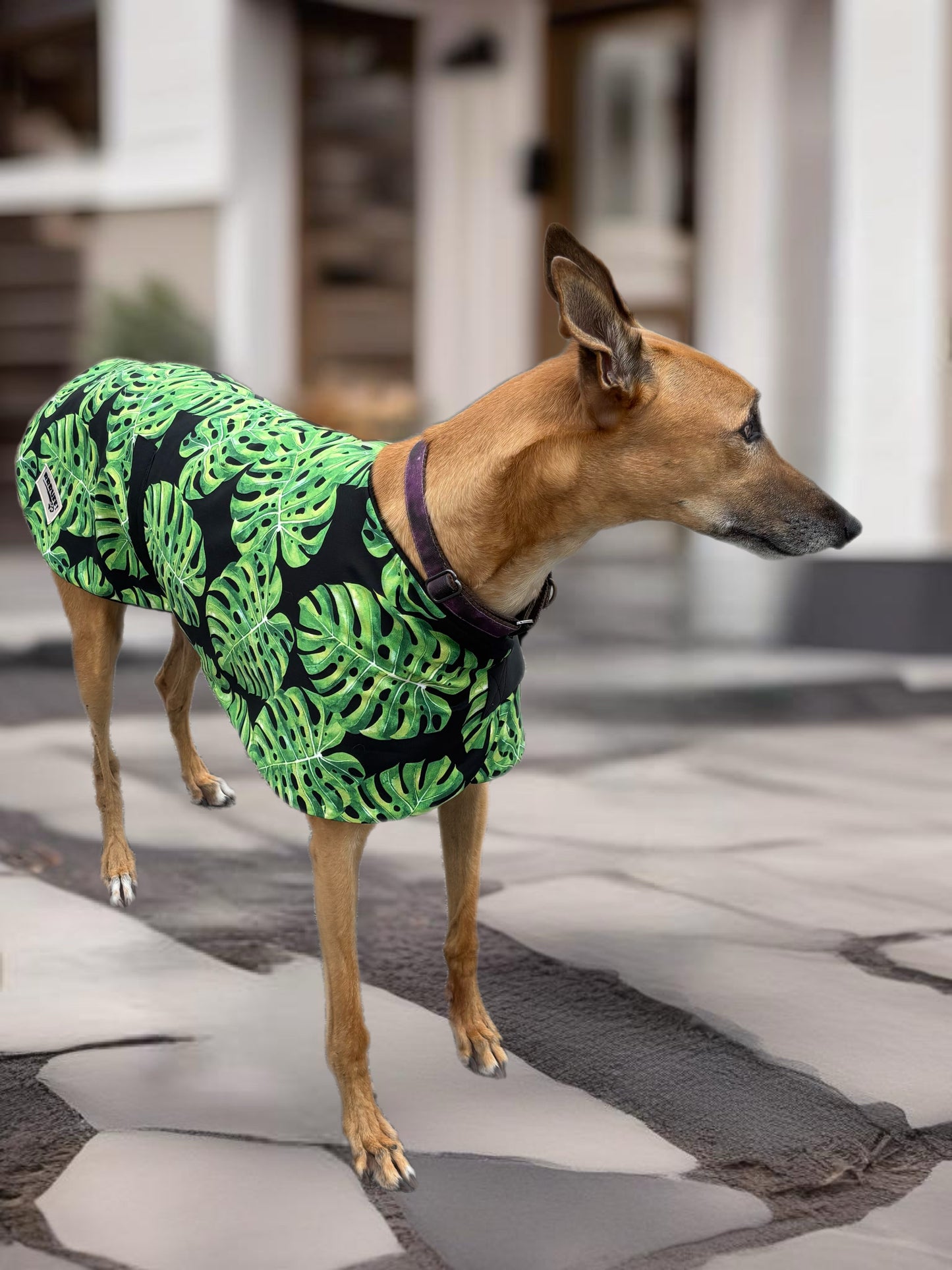 Autumn/Spring range classic style Greyhound vivid tropic design in lightweight cotton & fleece washable