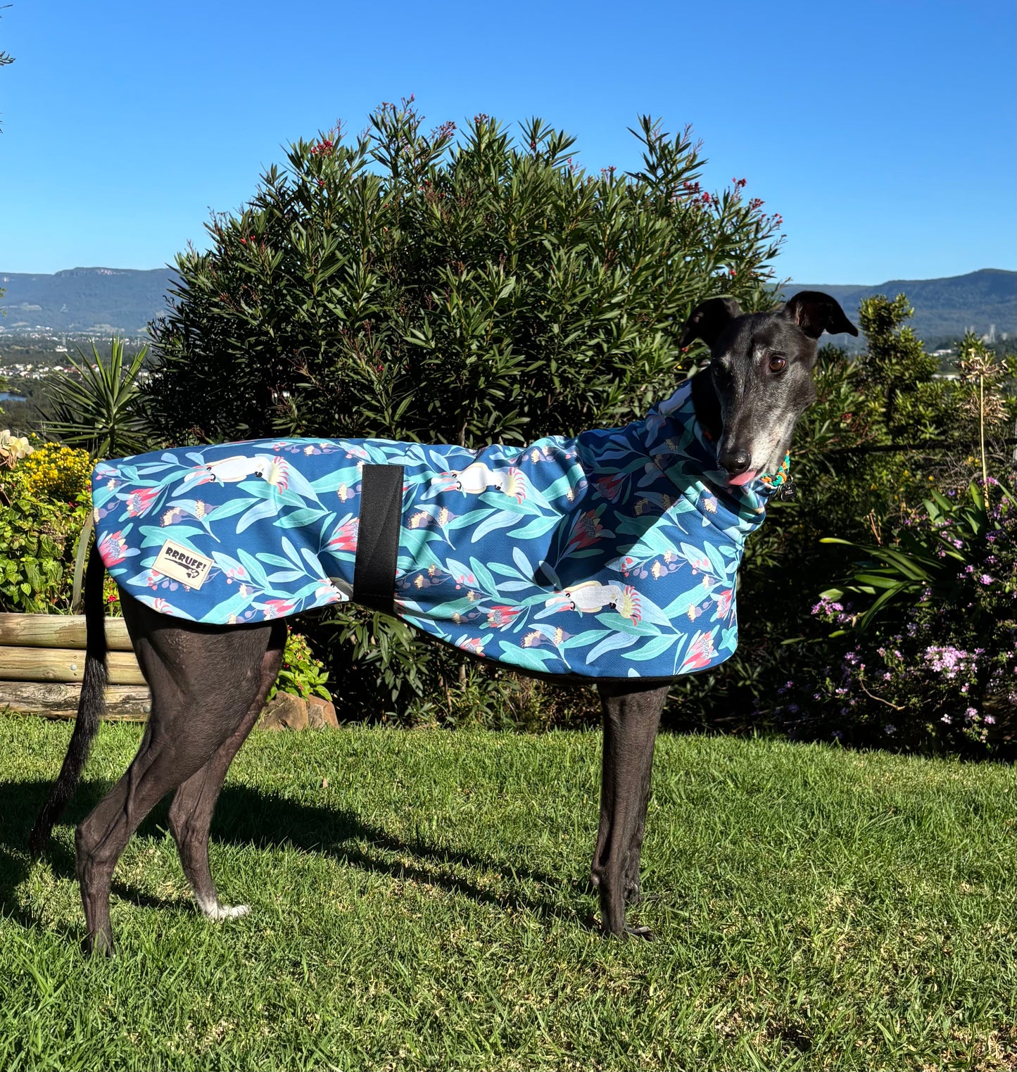 Blue cockatoo Autumn range sports style Greyhound coat in cotton & fleece washable
