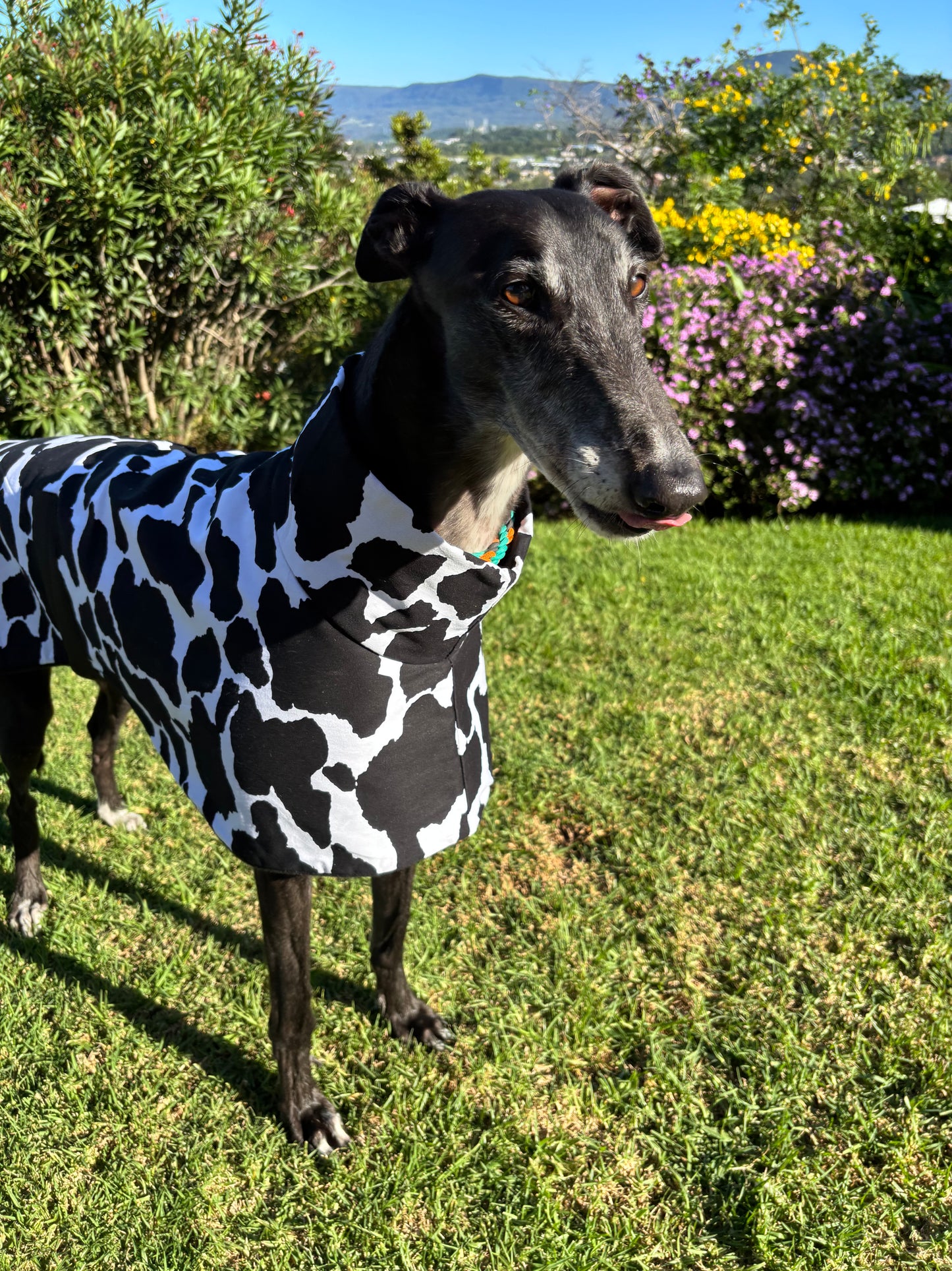 Moo cow print cotton & fleece greyhound sports