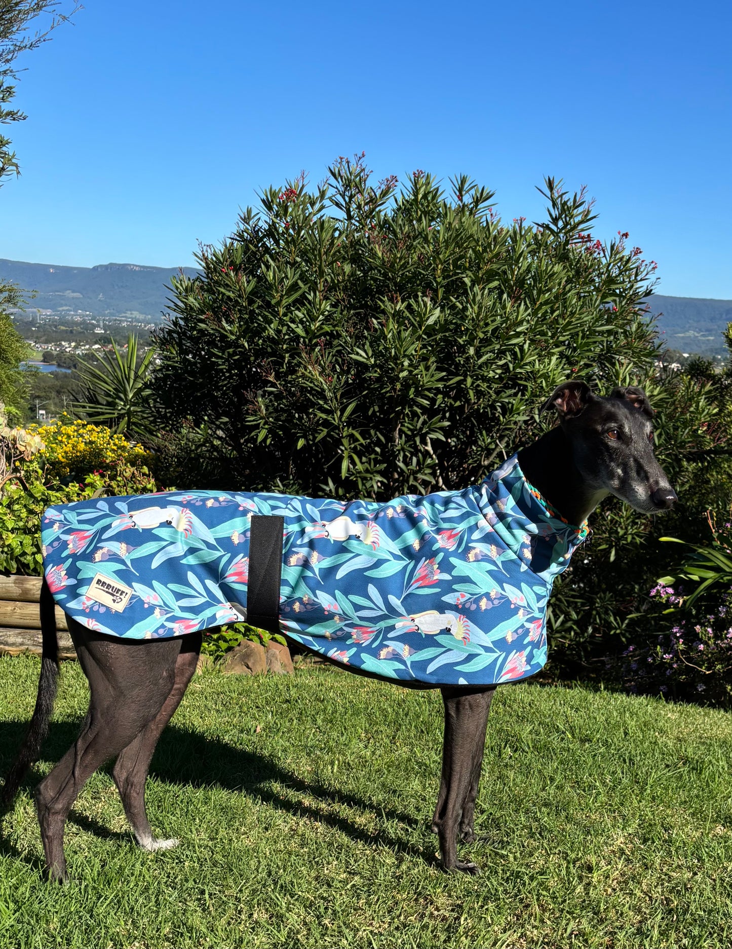 Blue cockatoo Autumn range sports style Greyhound coat in cotton & fleece washable