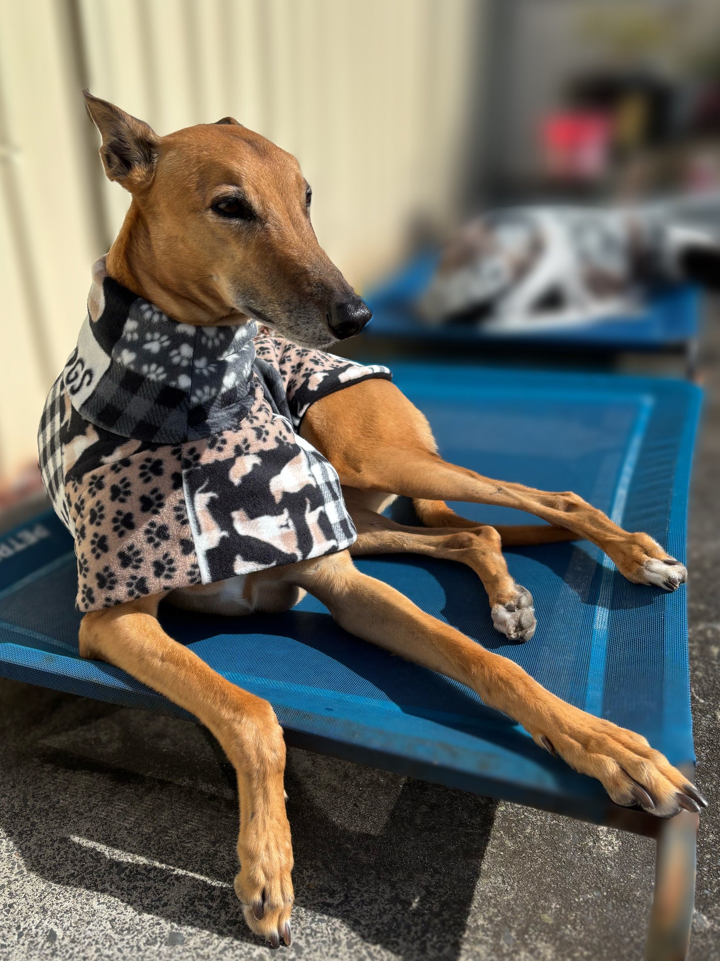 Dogs are my favorite people Soft fleecy greyhound sports coat
