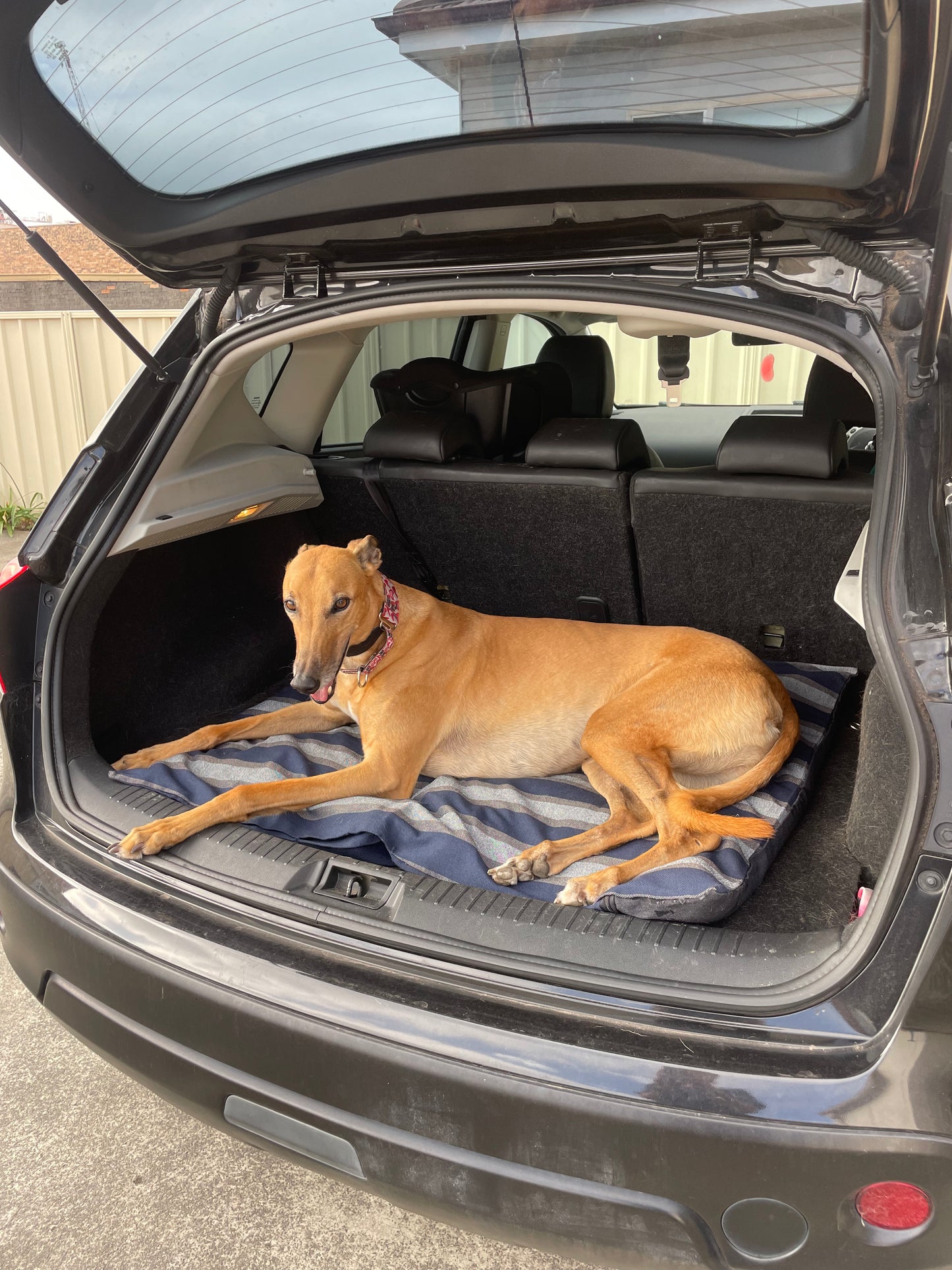 SALE! Blue stuff it cover only dog bed, washable fabric, recycled dog bed, kennel bed puppy mastiff Dane big larges