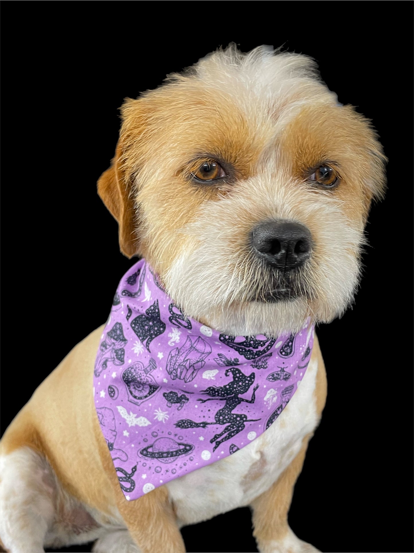 Halloween Bandana for the small dog cavoodle terrier dachshund reversible, cotton