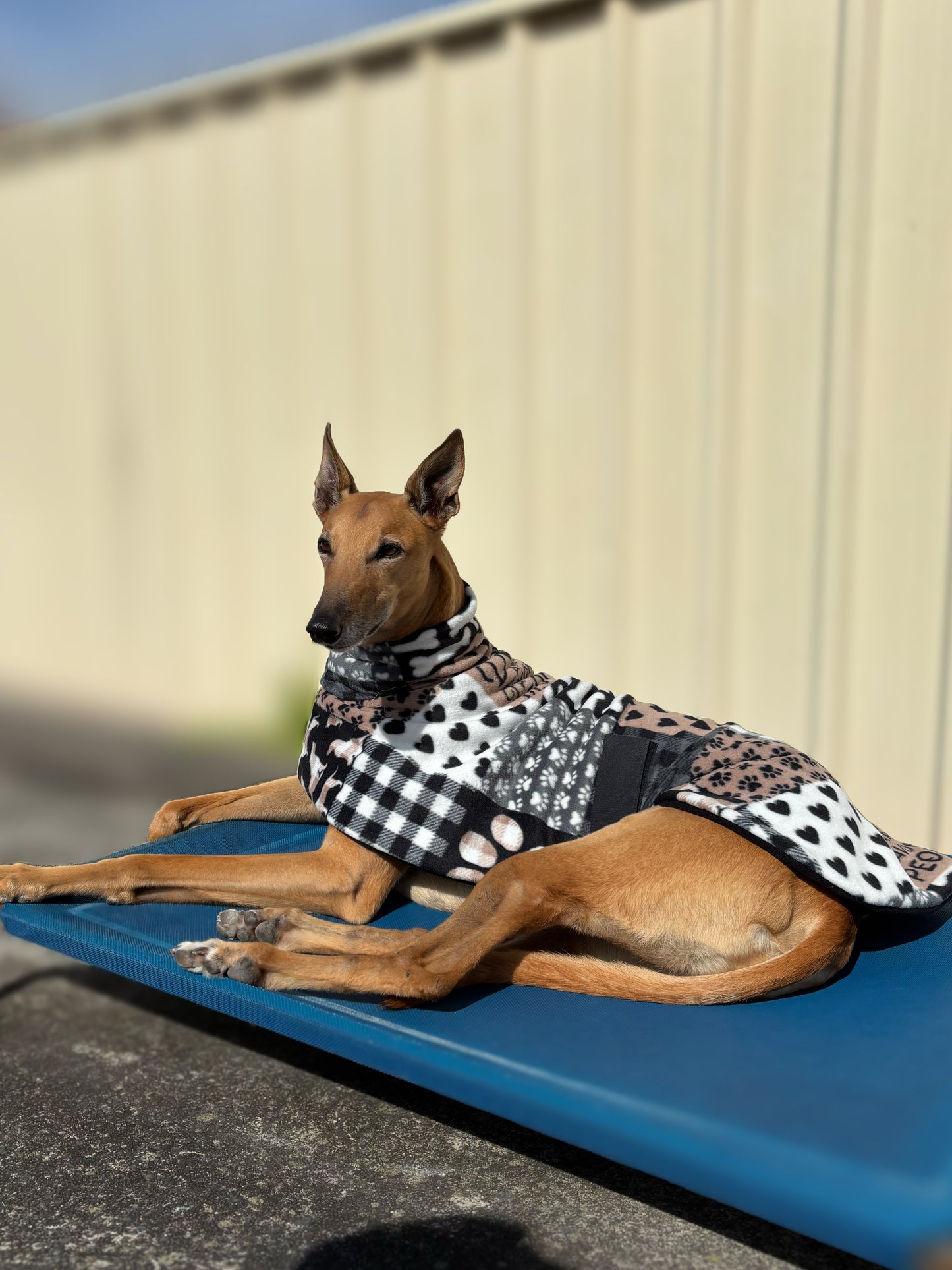 Dogs are my favorite people Soft fleecy greyhound sports coat