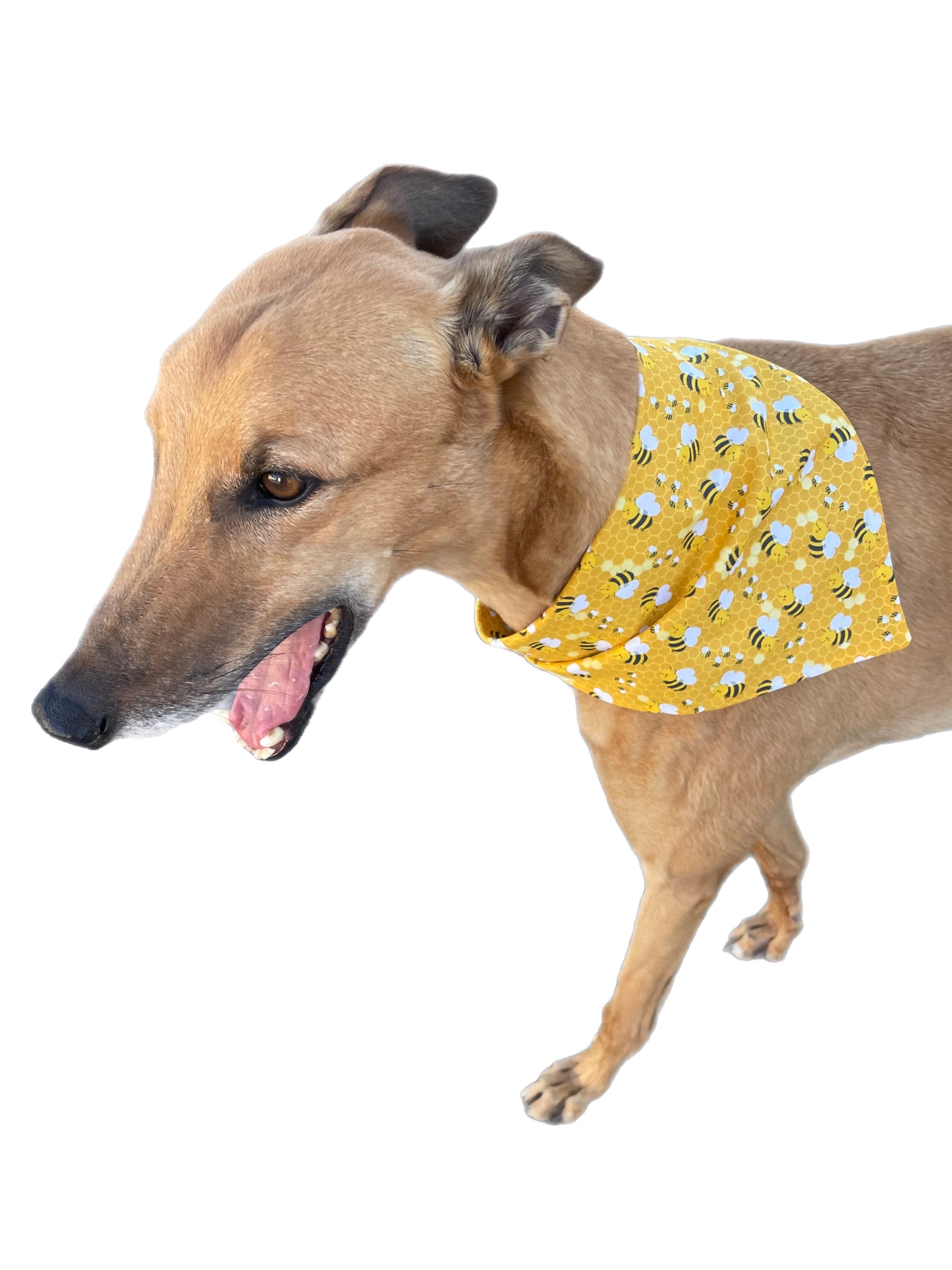 Bandana for the large dog greyhound staffy labrador double sided