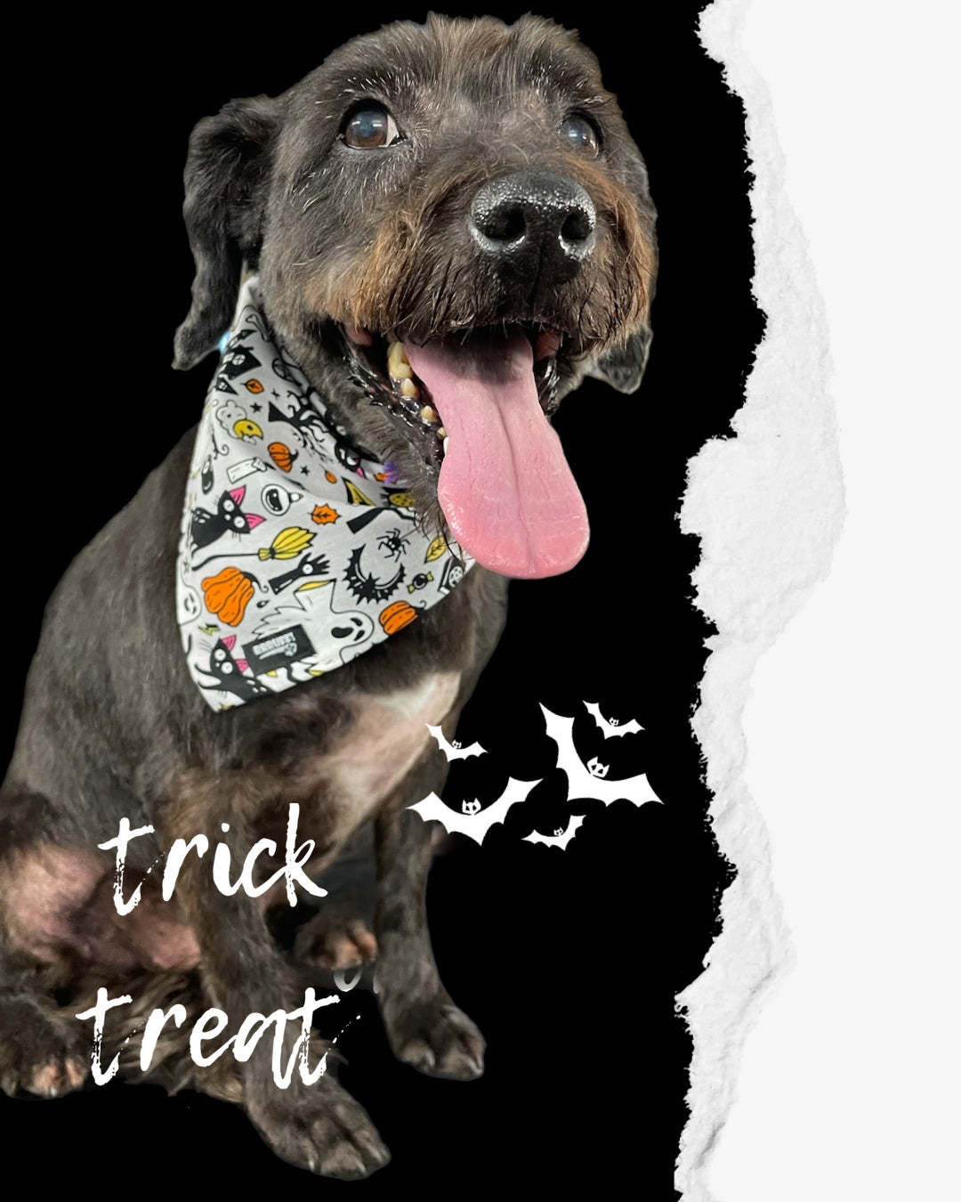 Halloween Bandana for the small dog cavoodle terrier dachshund reversible, cotton
