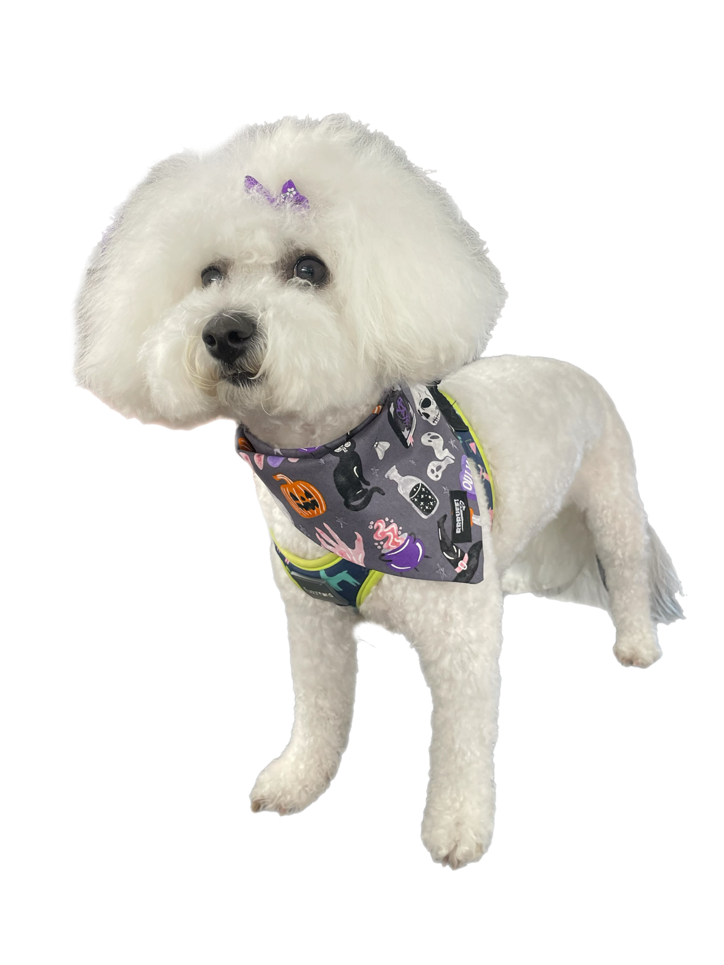 Halloween Bandana for the small dog cavoodle terrier dachshund reversible, cotton