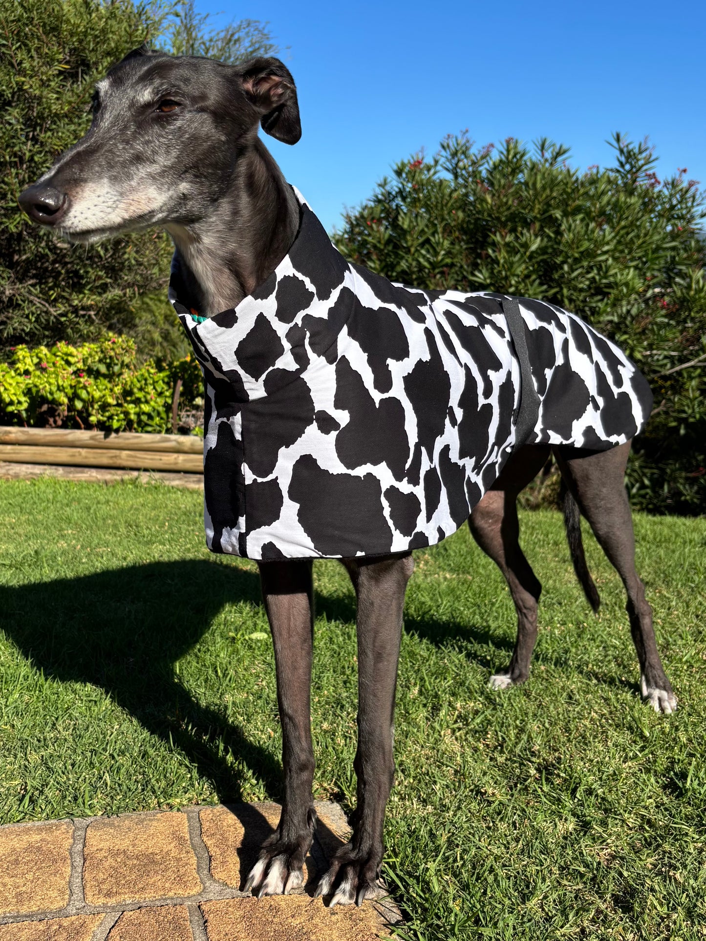Moo cow print cotton & fleece greyhound sports