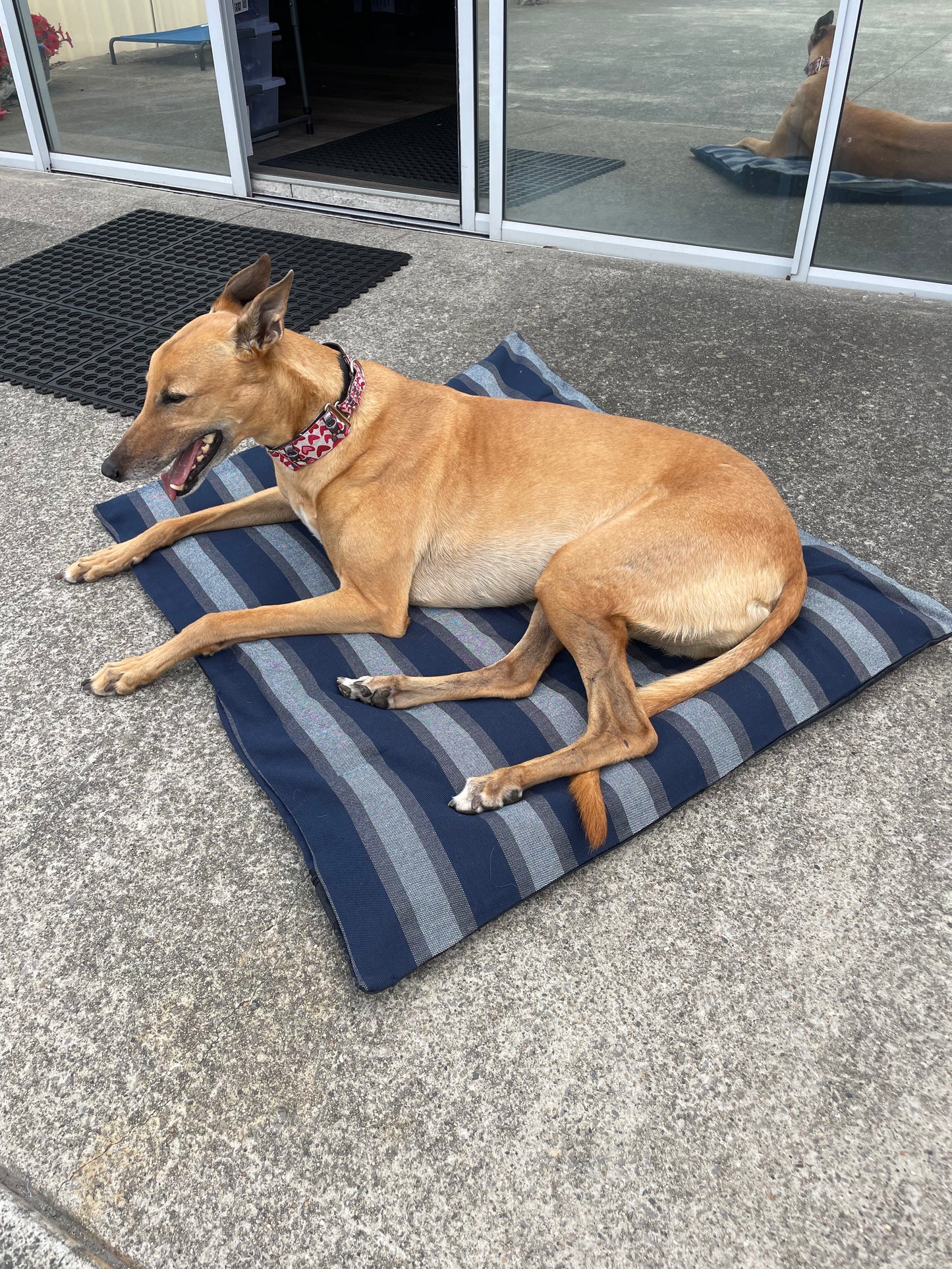 SALE! Blue stuff it cover only dog bed, washable fabric, recycled dog bed, kennel bed puppy mastiff Dane big larges