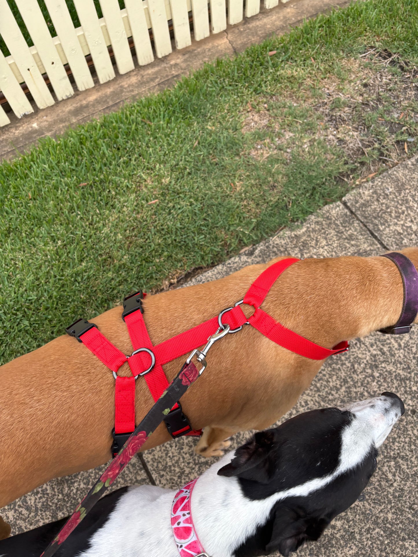 Double Dee harness for the long dogs, no escape design