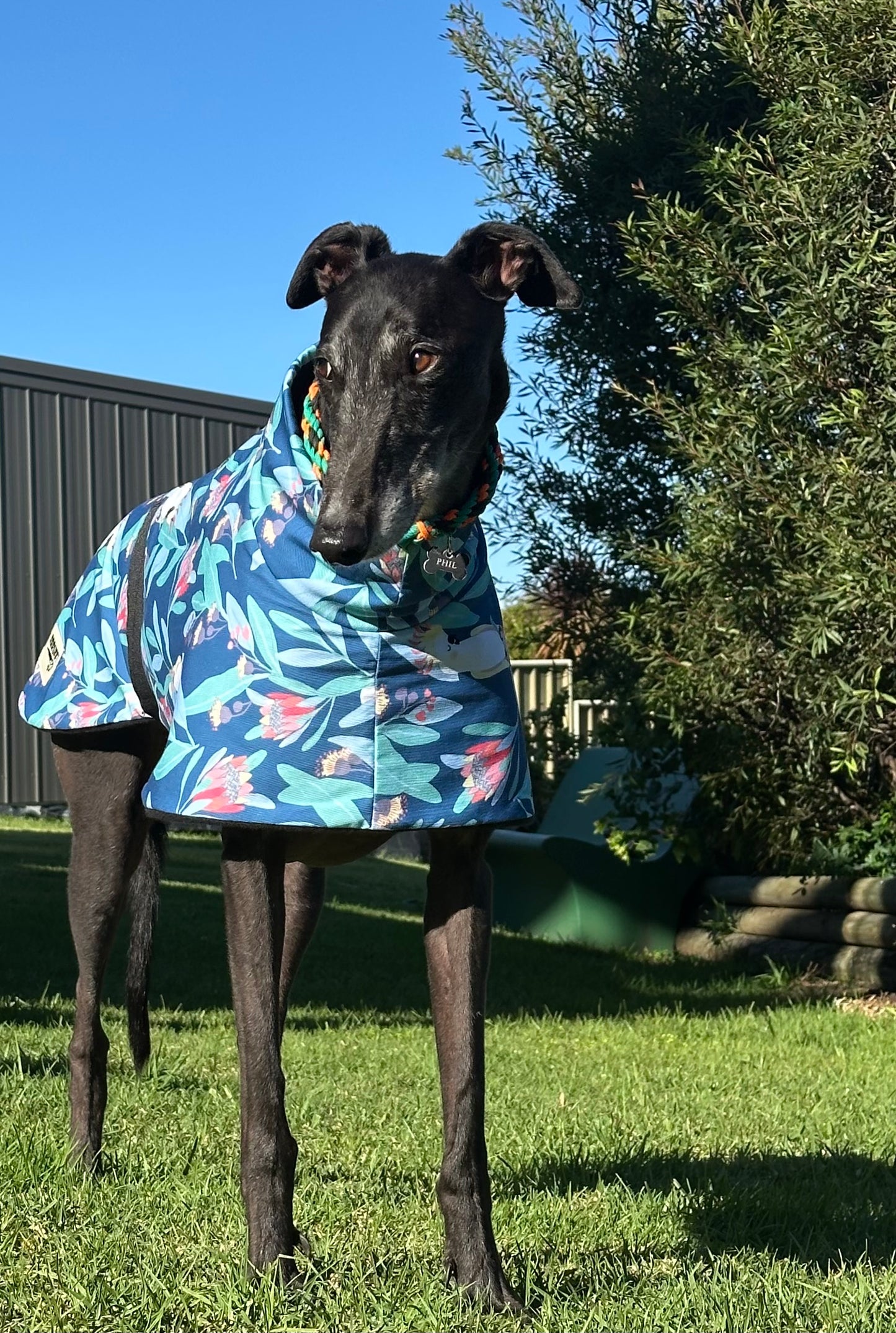 Blue cockatoo Autumn range sports style Greyhound coat in cotton & fleece washable