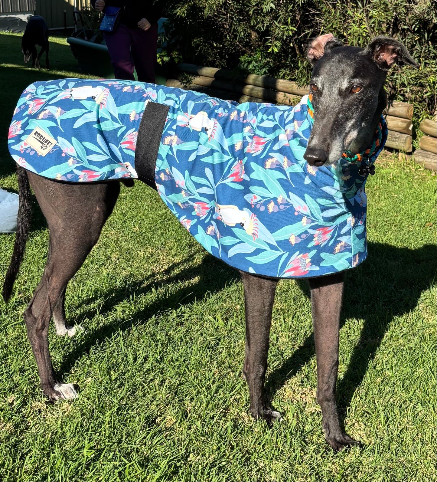 Blue cockatoo Autumn range sports style Greyhound coat in cotton & fleece washable