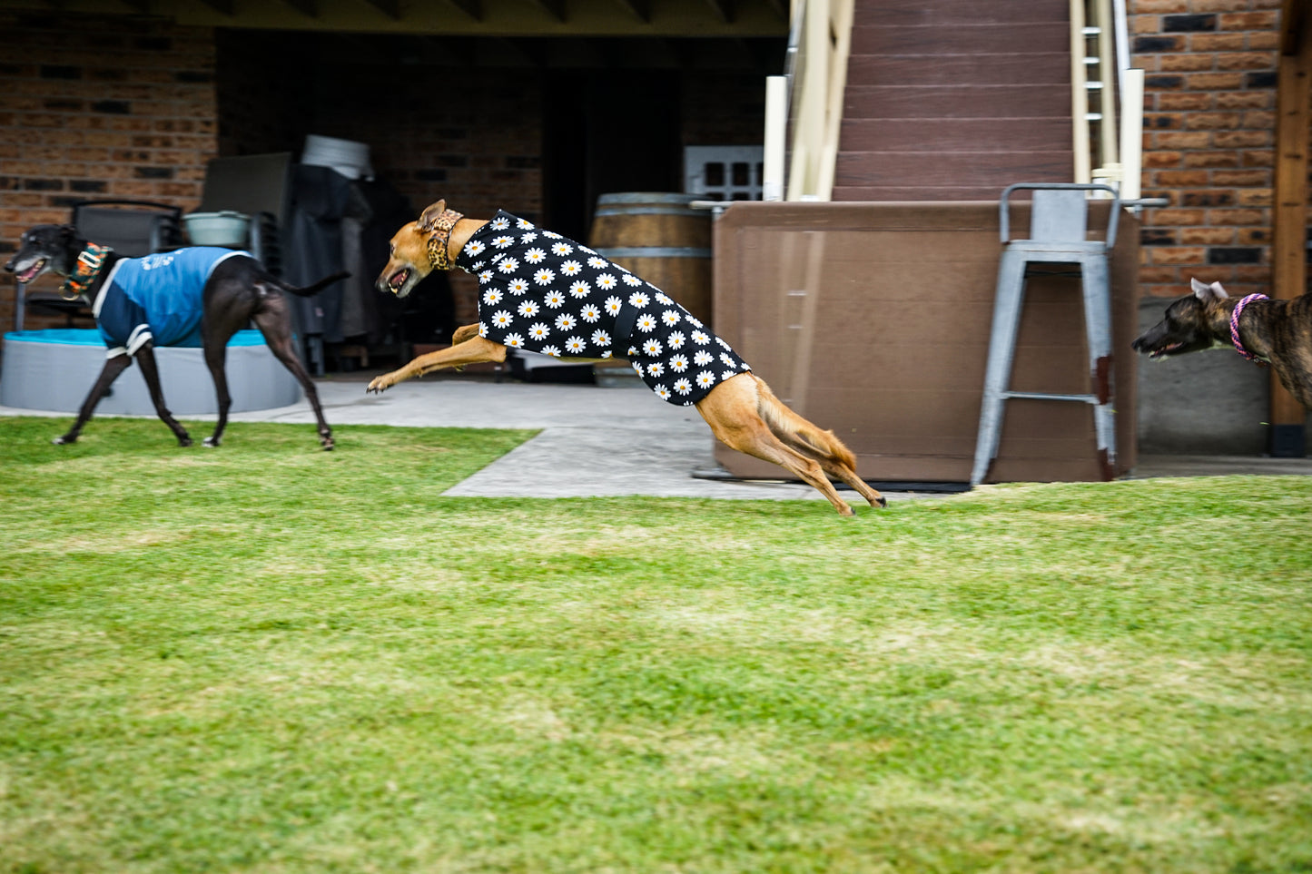 Our crazy daisy on black cotton sports