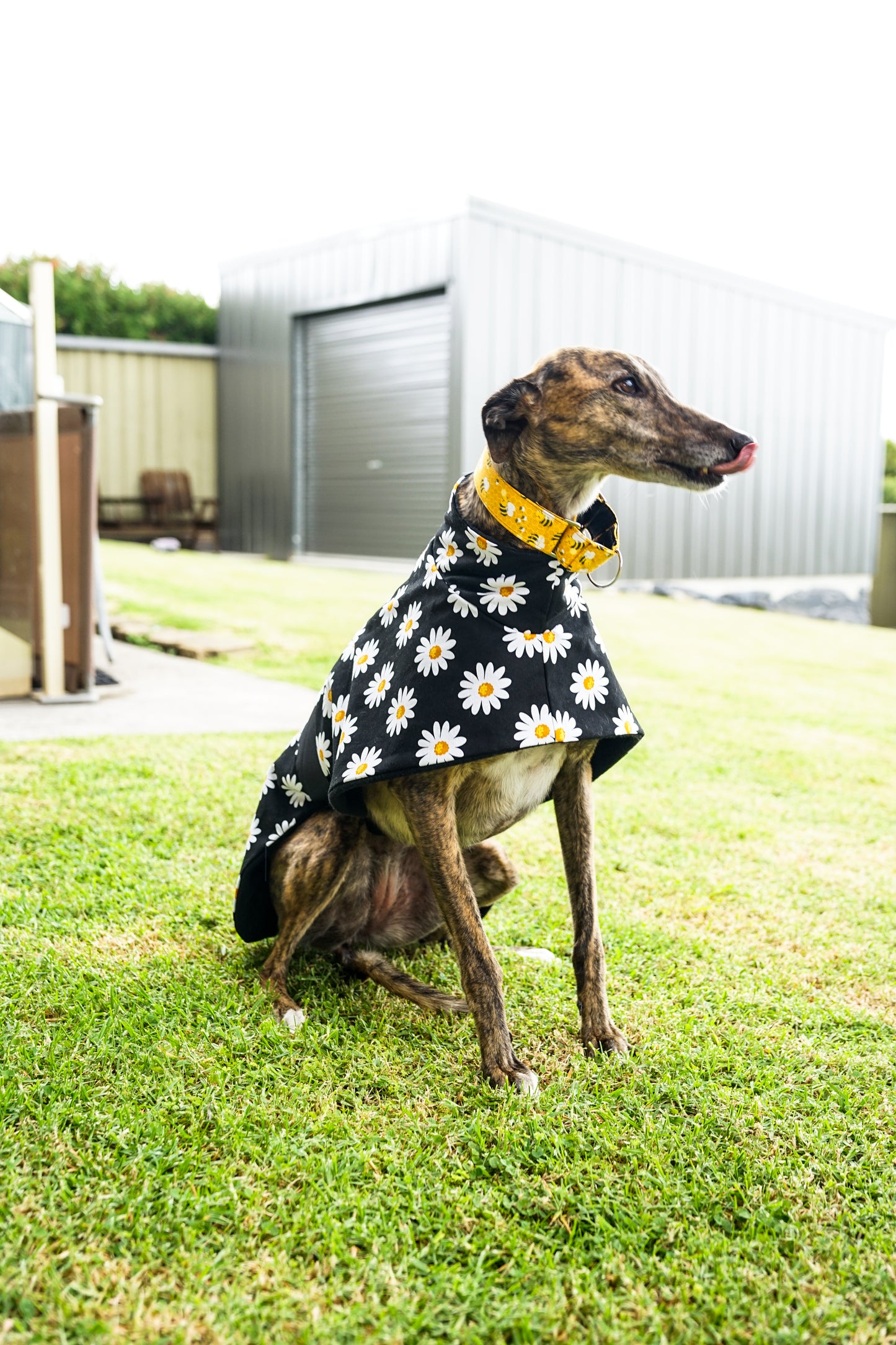 Our crazy daisy on black cotton sports