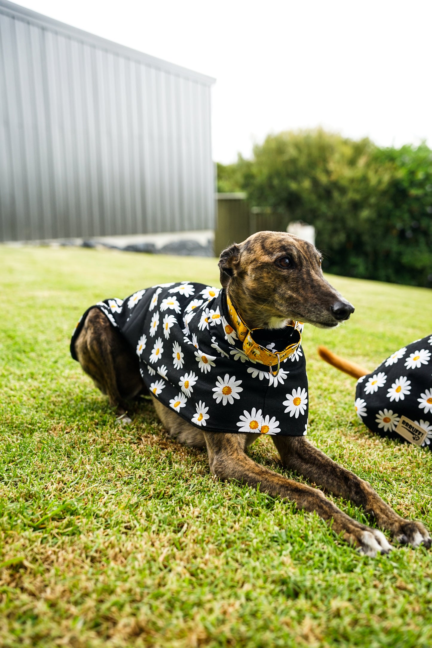 Our crazy daisy on black cotton sports