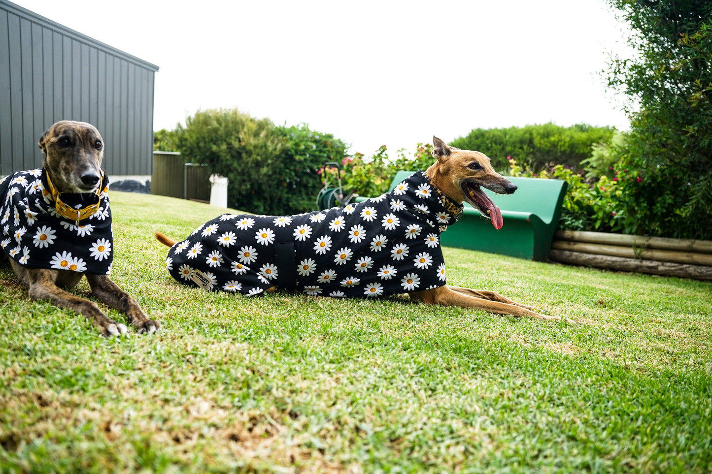 Our crazy daisy on black cotton sports