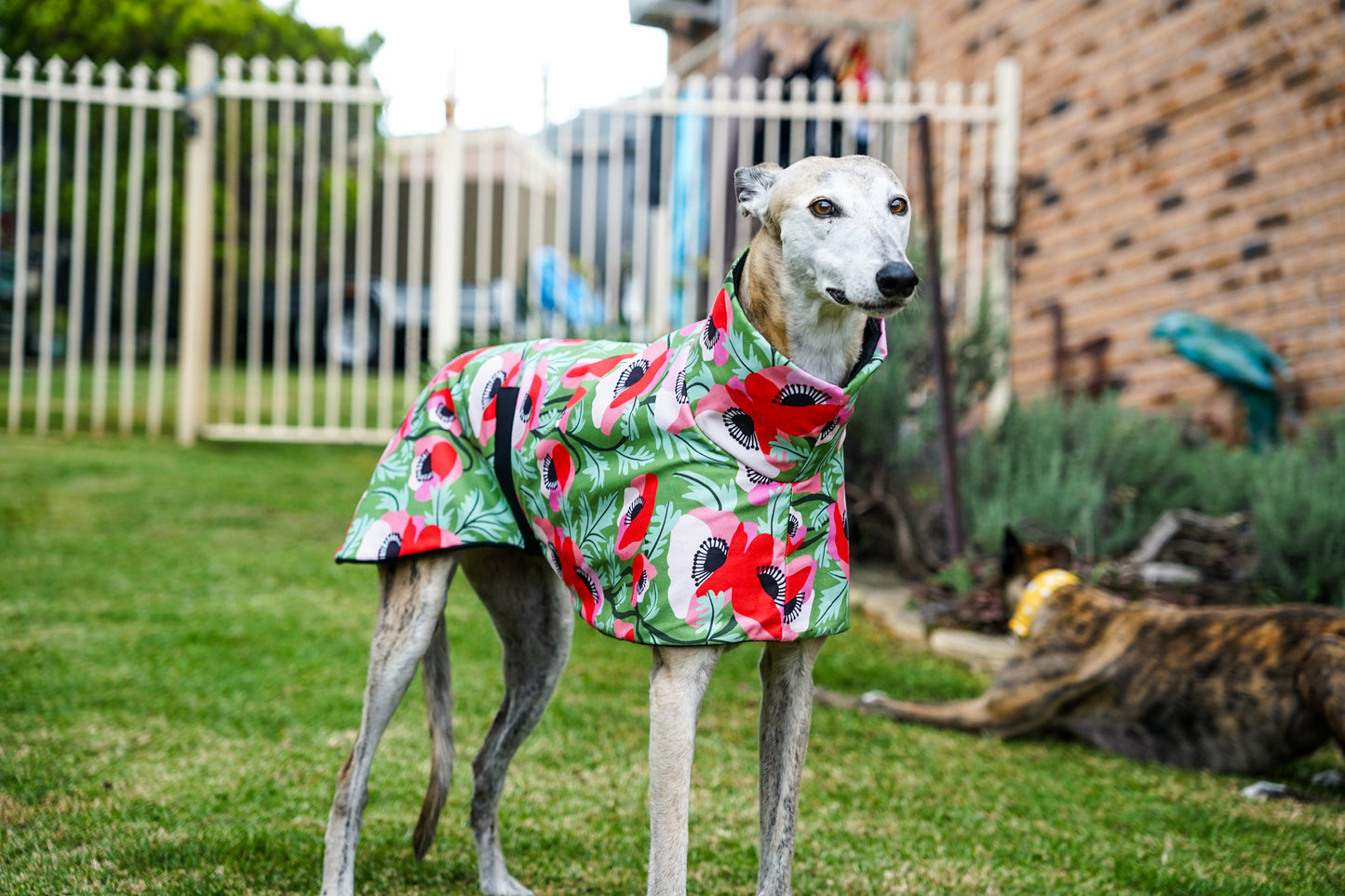 Our poppy red on vibrant green sports coat