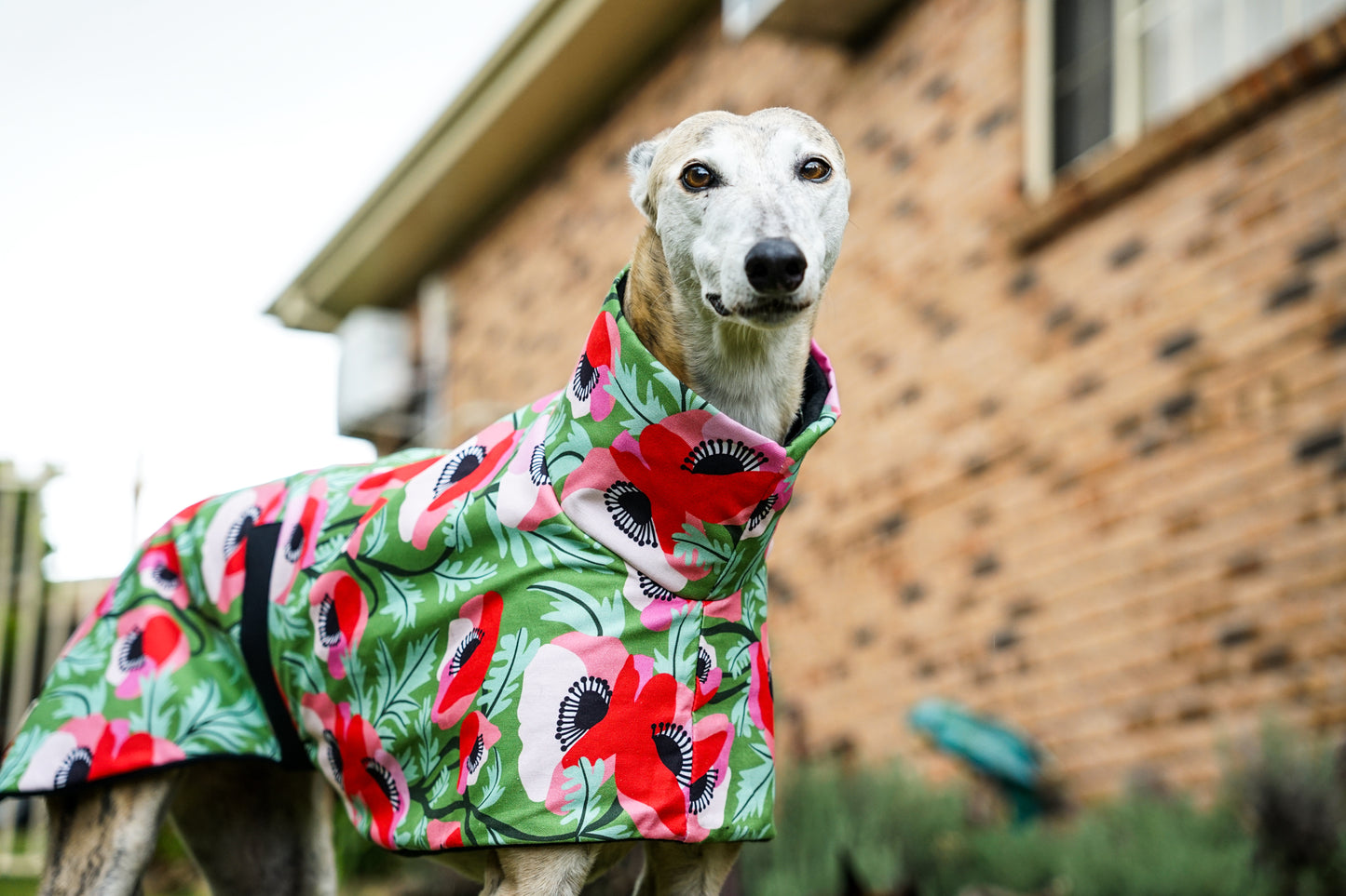 Our poppy red on vibrant green sports coat