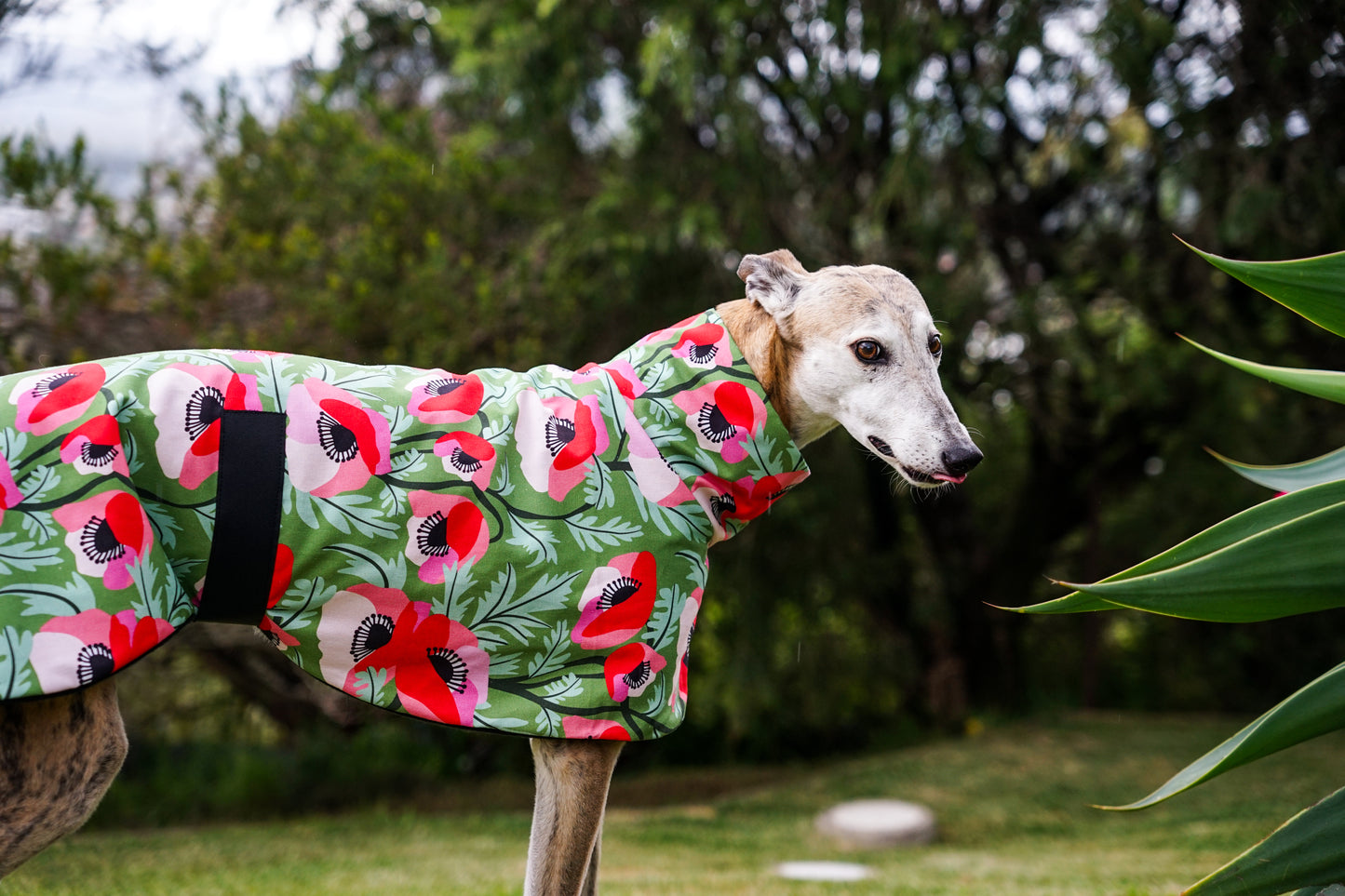 Our poppy red on vibrant green sports coat