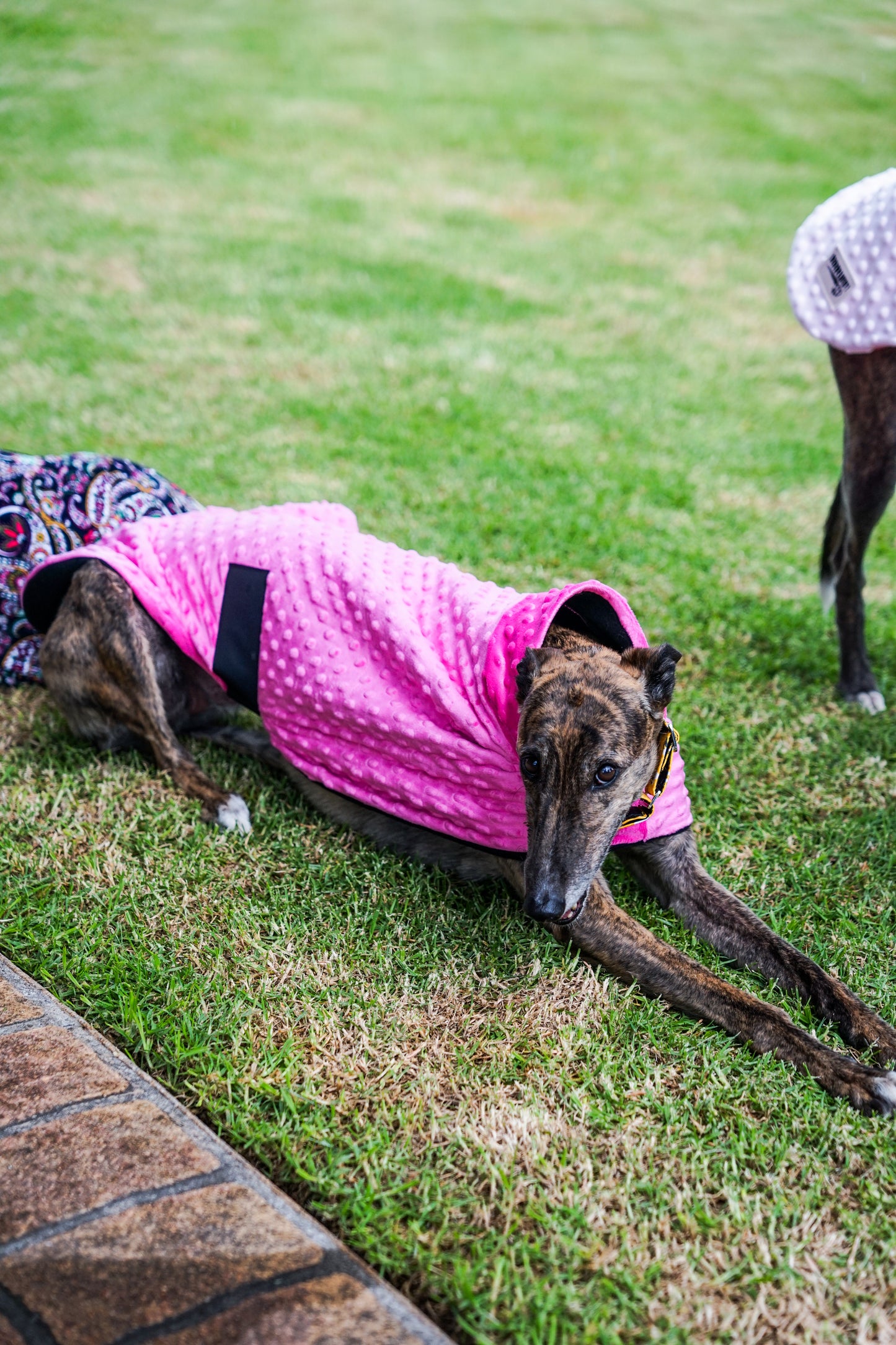 Velvet touch hot pink minky fleece sports