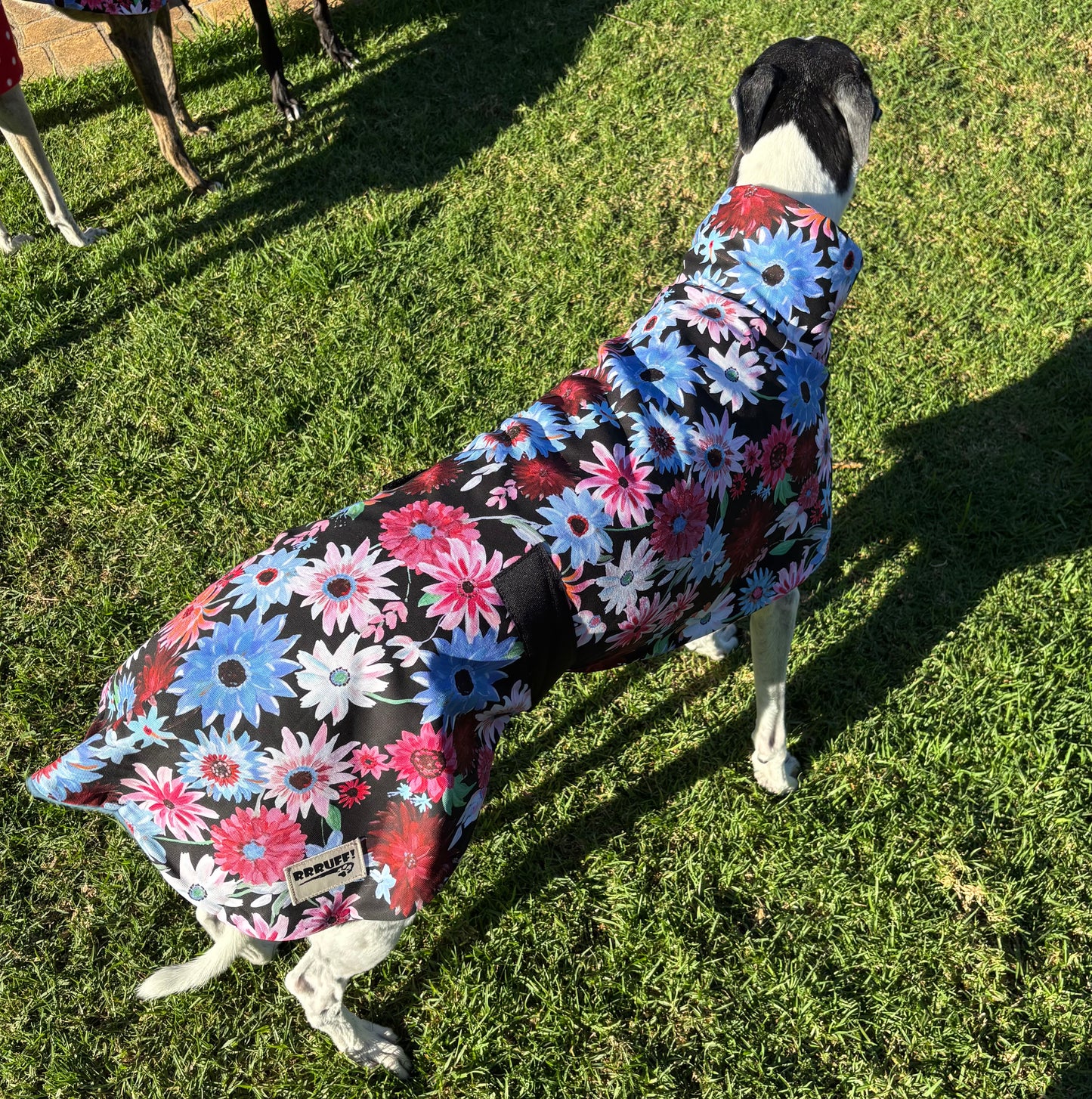 Gerberas in bloom cotton sports