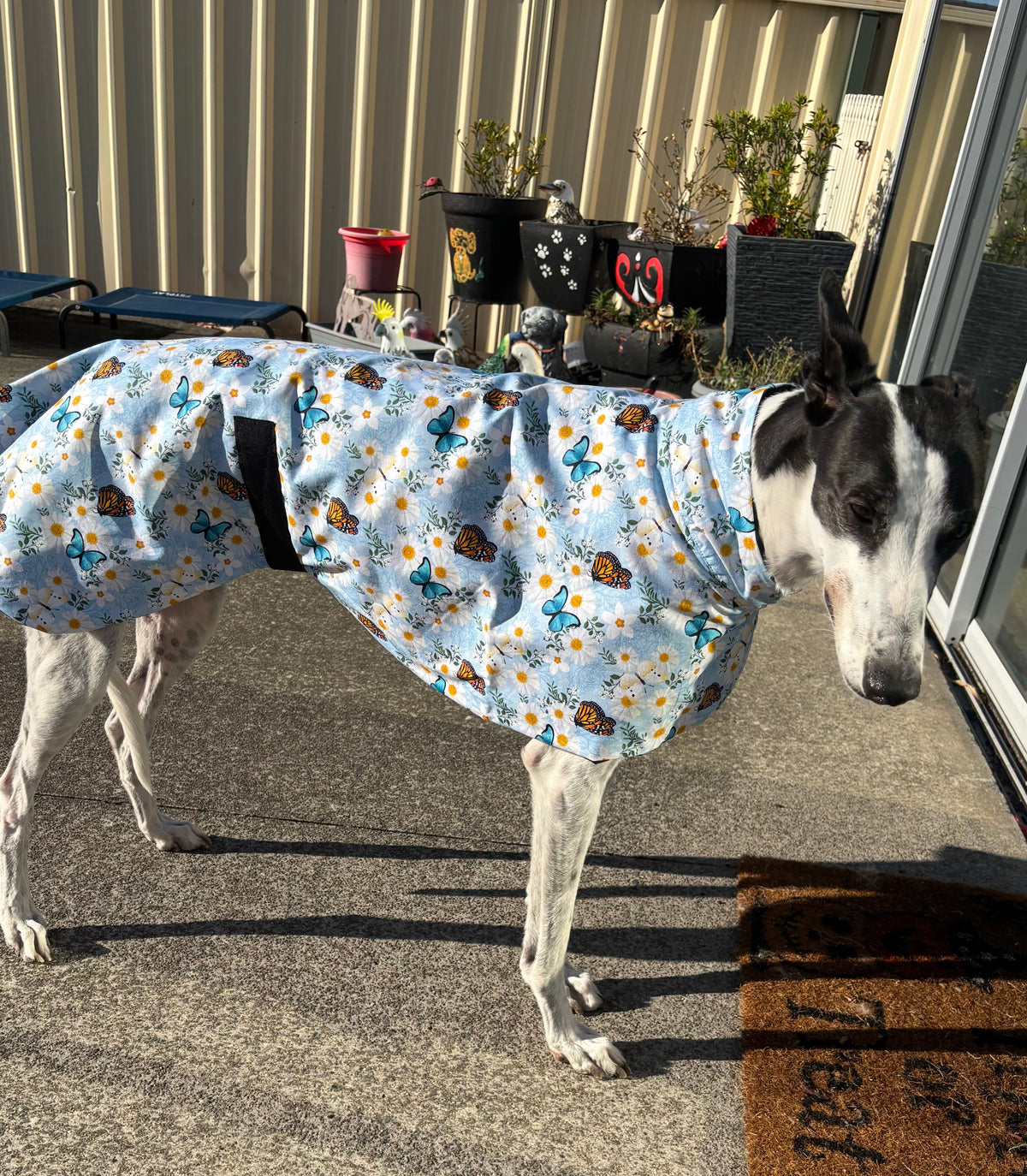 Summer sun coat featherweight cotton greyhound slip-on coat blue butterflies