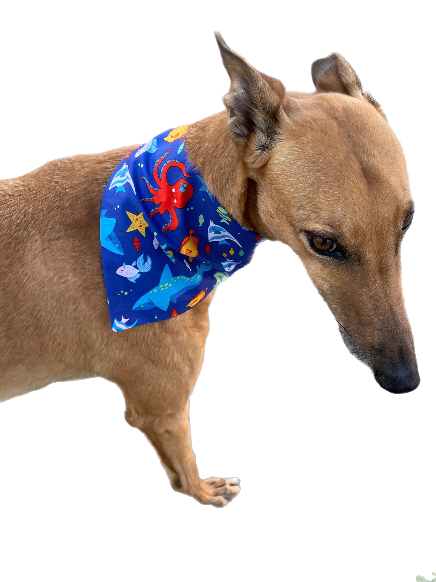 Bandana for the large dog greyhound staffy labrador double sided