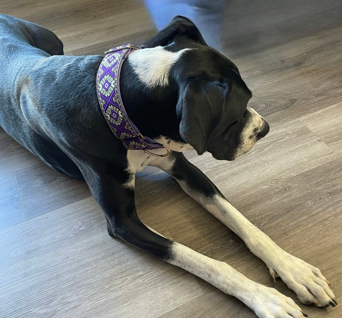 Large dog martingale collar greyhound Great Dane