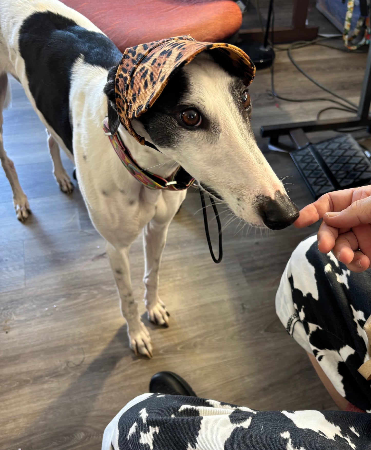 Greyhound fashion attire peaked caps
