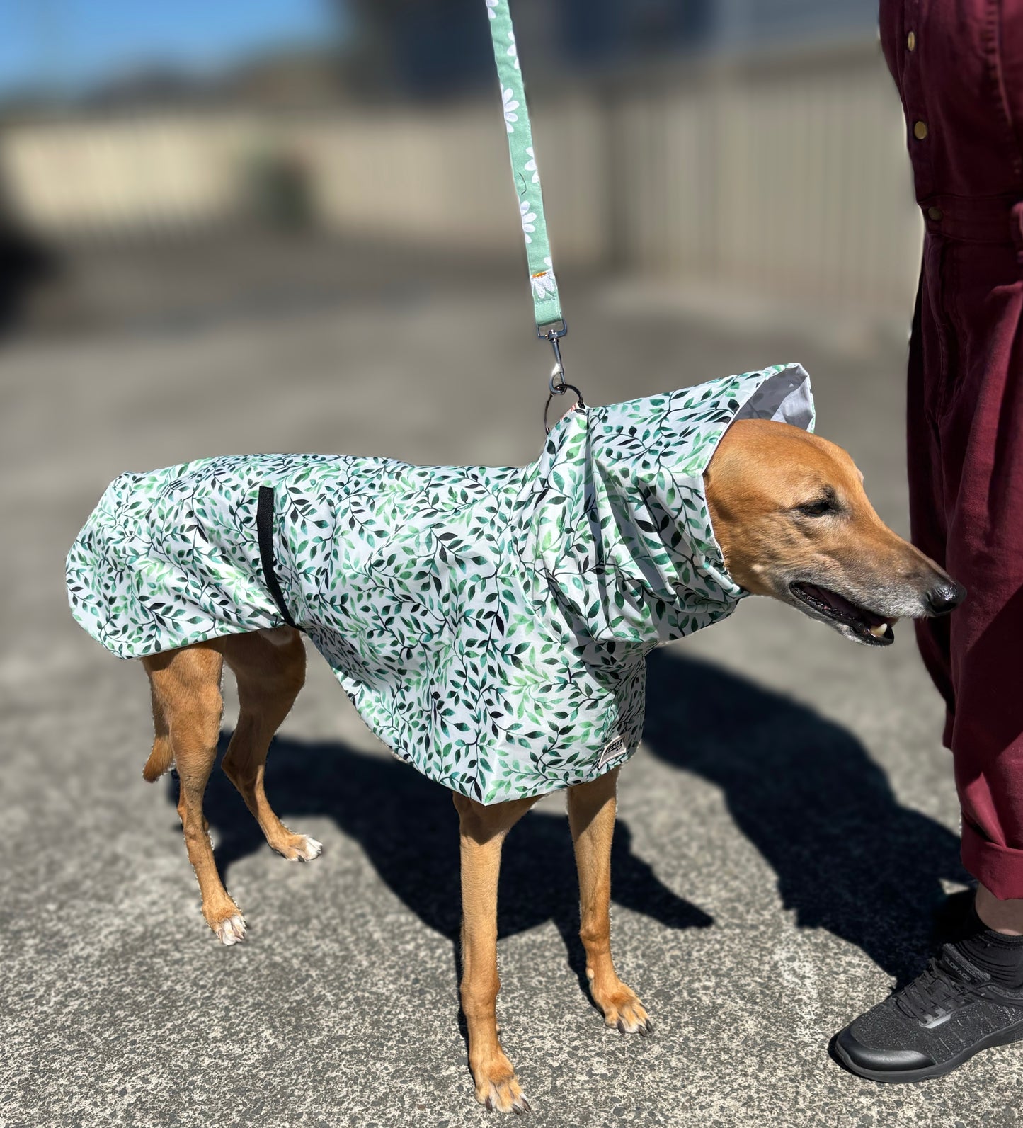 Green leaves Greyhound deluxe rainwear, washable ( now with leash hole)