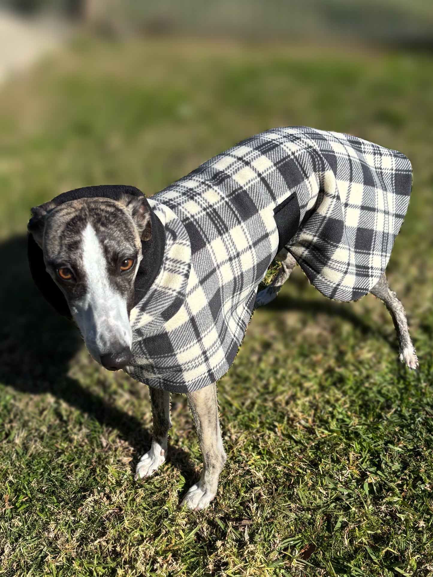 Classic Plaid tartan inspired whippet snuggly fleece