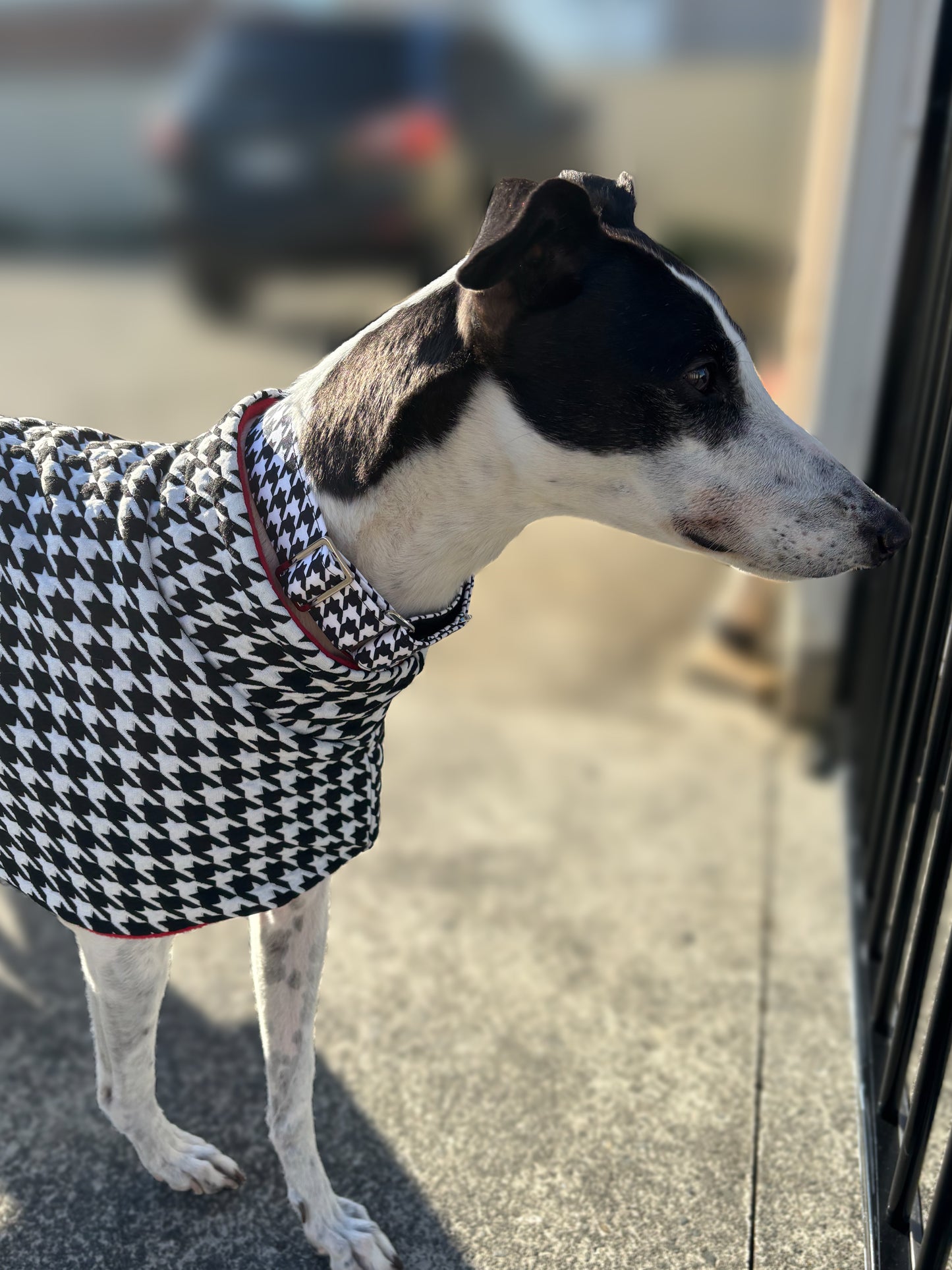 Greyhound sports coat Houndstooth black and white with red inner fleece