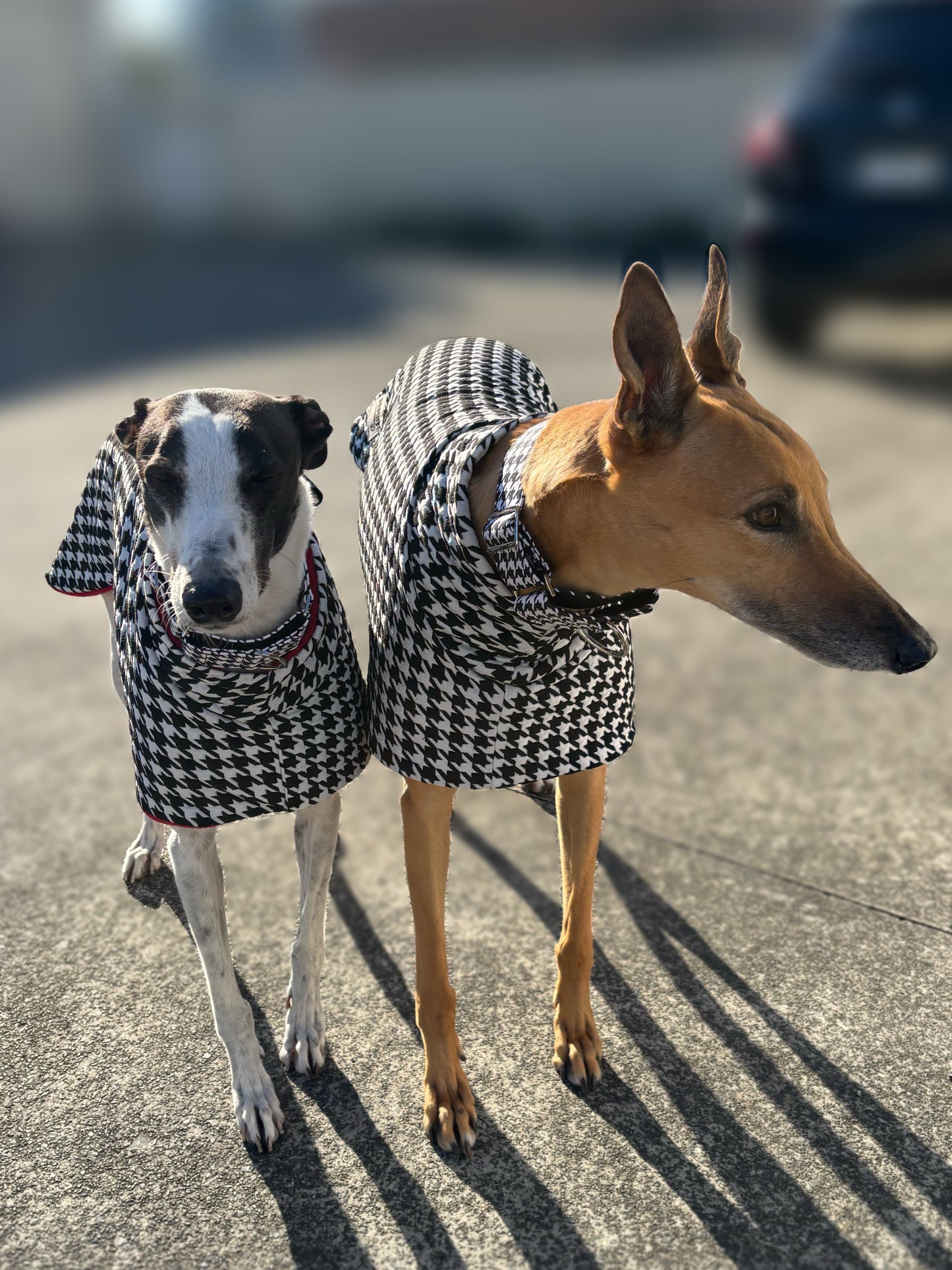 Greyhound sports coat Houndstooth black and white with red inner fleece
