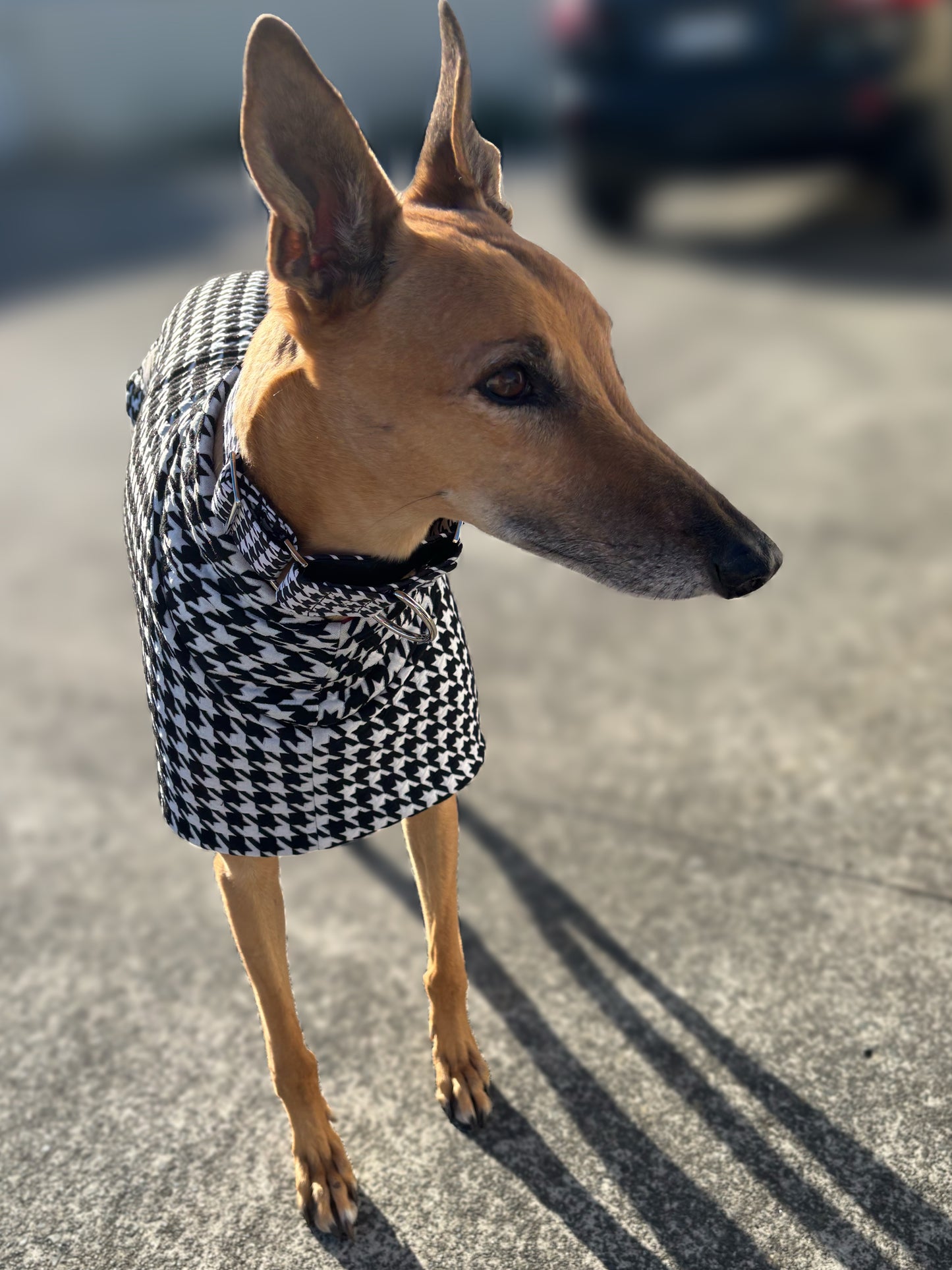 Greyhound sports coat Houndstooth black and white with red inner fleece