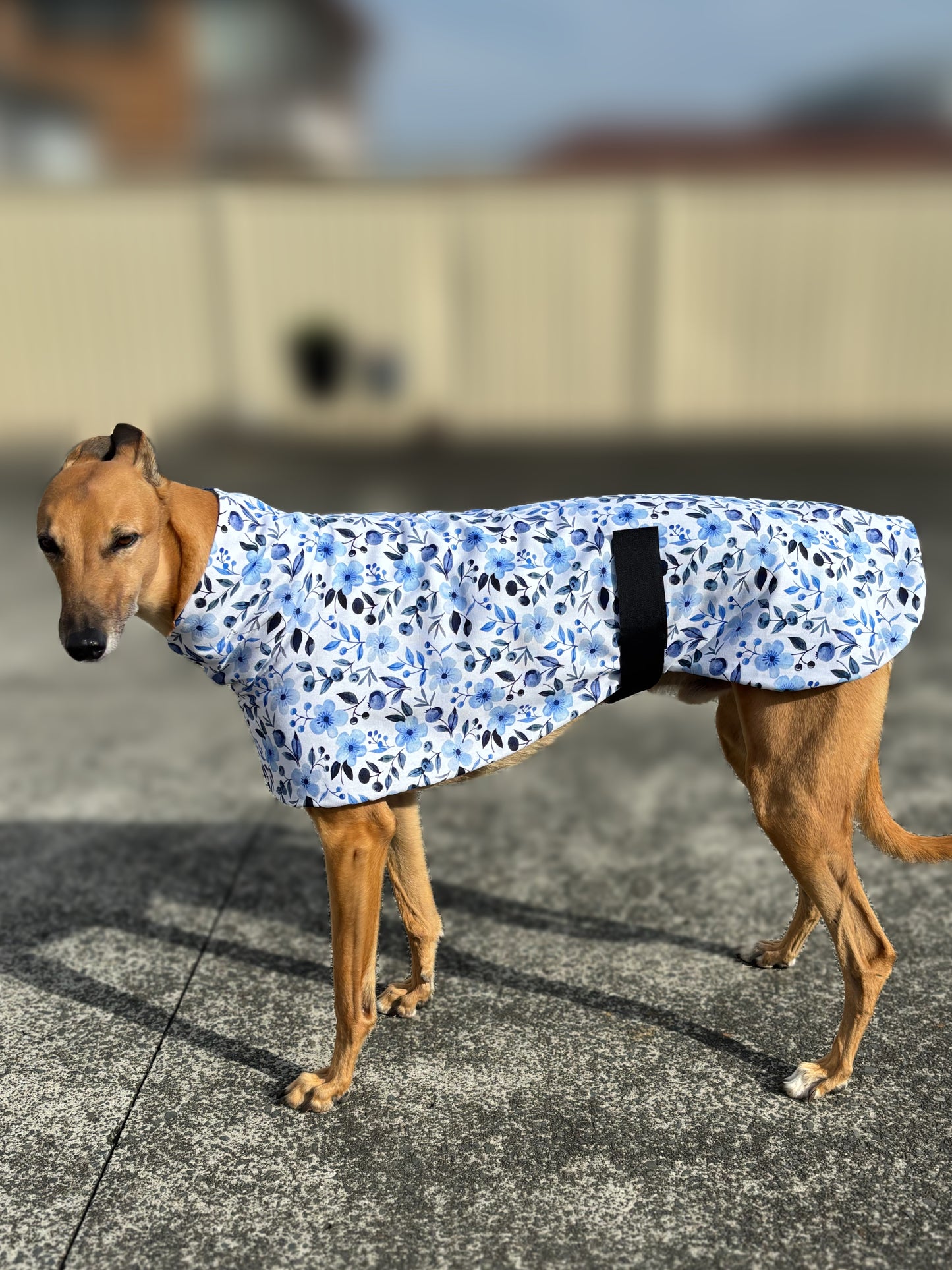 Blue blossom greyhound sports coat in cotton & fleece
