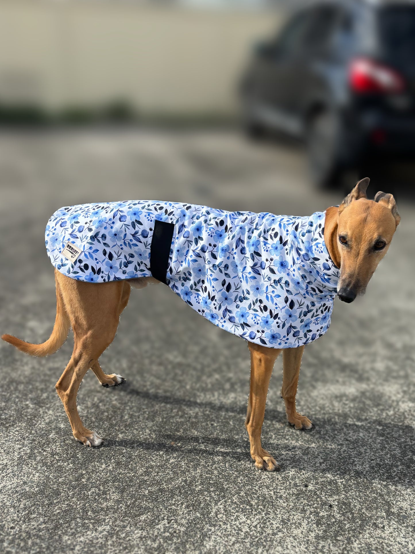 Blue blossom greyhound sports coat in cotton & fleece