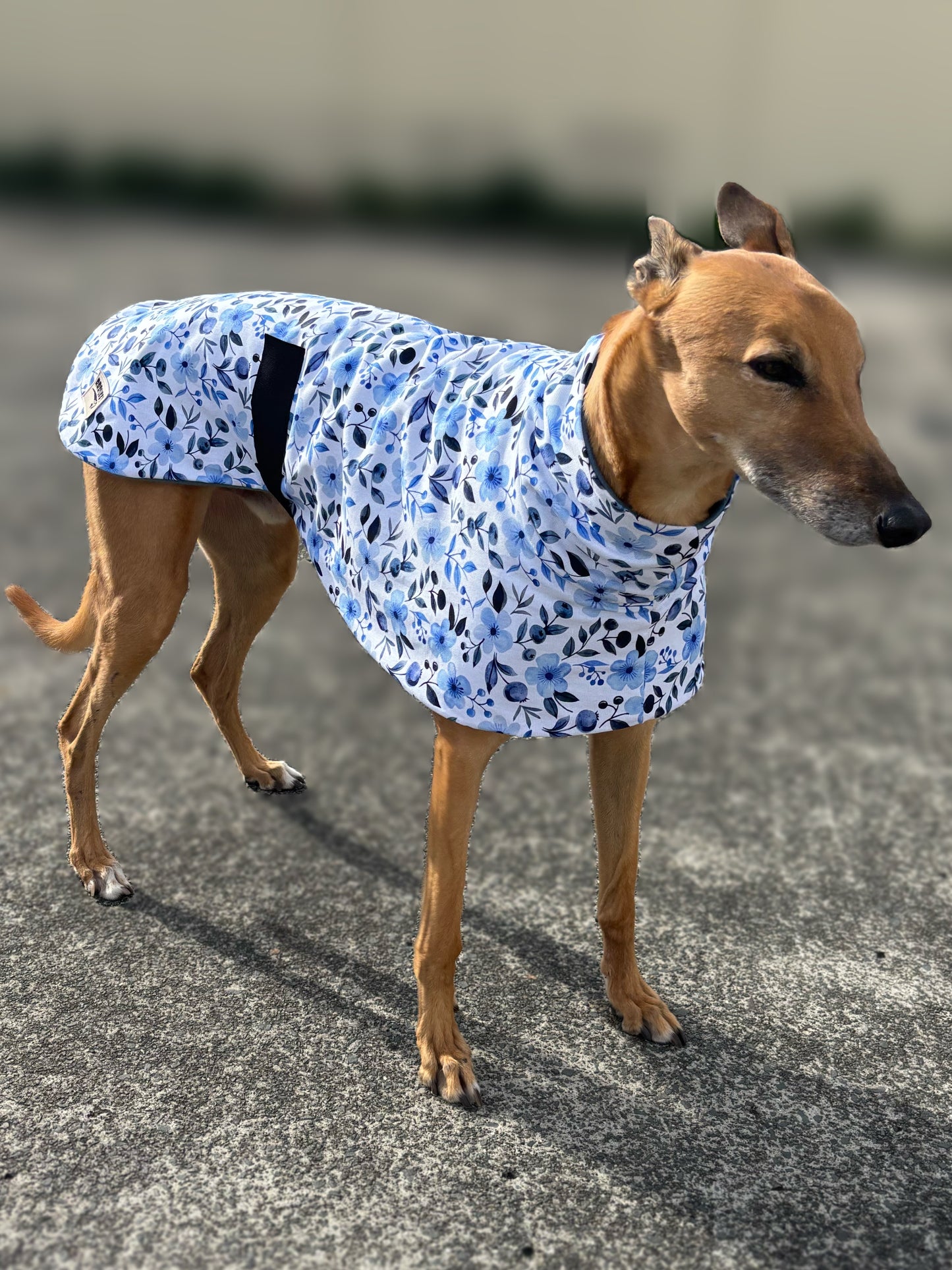 Blue blossom greyhound sports coat in cotton & fleece