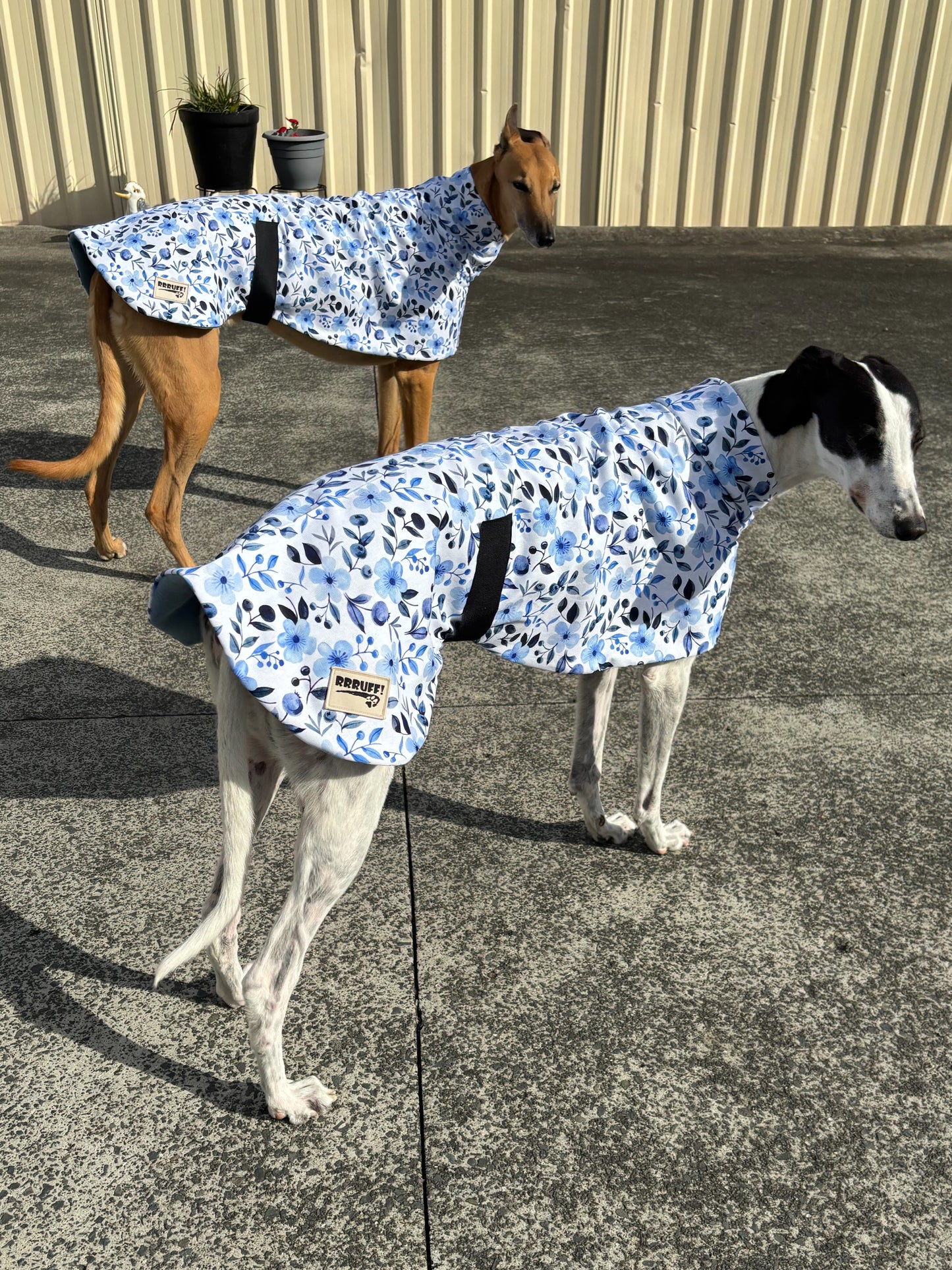 Blue blossom greyhound sports coat in cotton & fleece