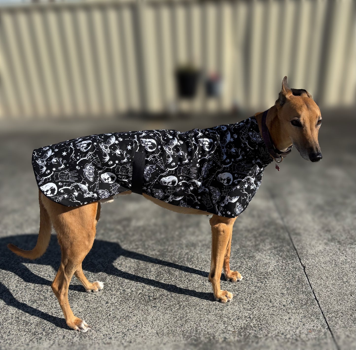 Black Halloween Gothic greyhound cotton sports