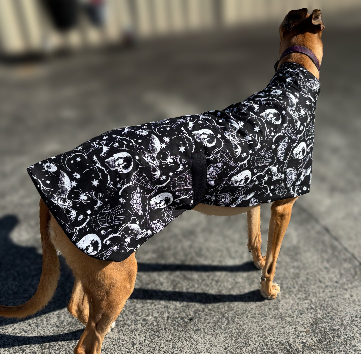 Black Halloween Gothic greyhound cotton sports