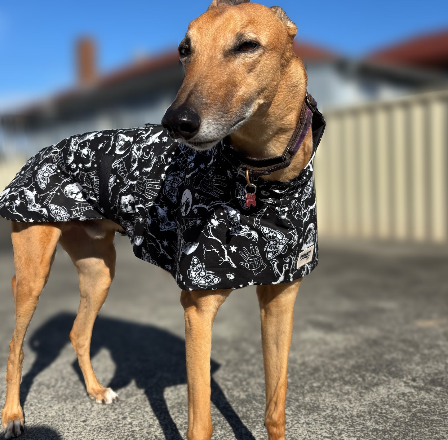 Black Halloween Gothic greyhound cotton sports