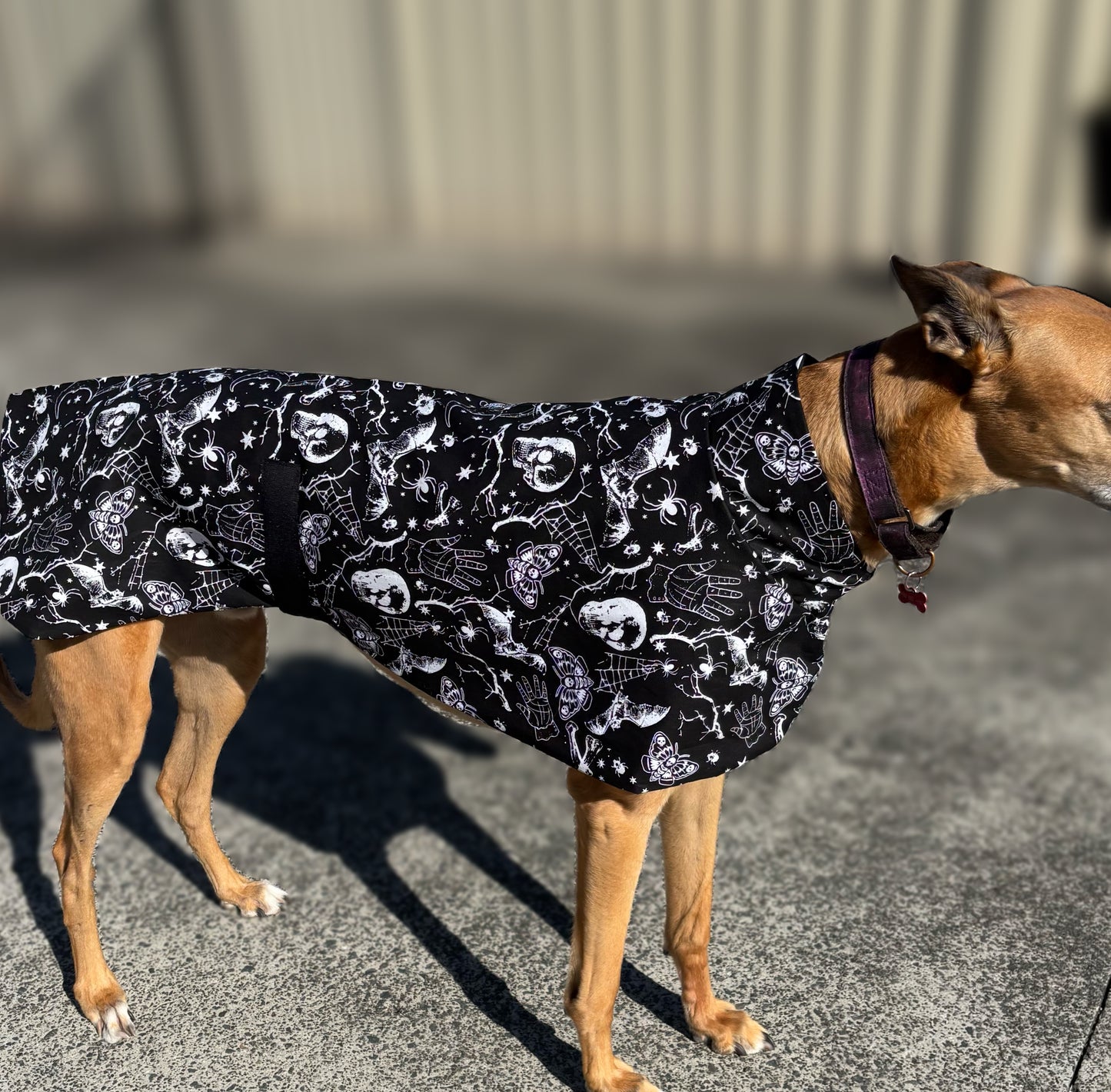 Black Halloween Gothic greyhound cotton sports
