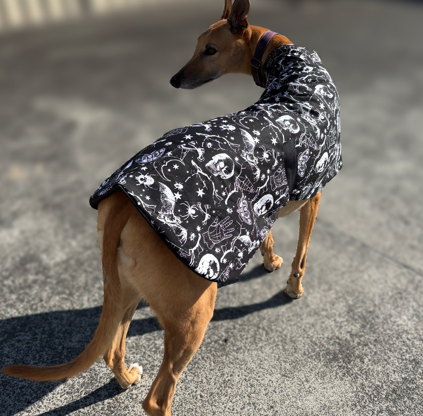 Black Halloween Gothic greyhound cotton sports