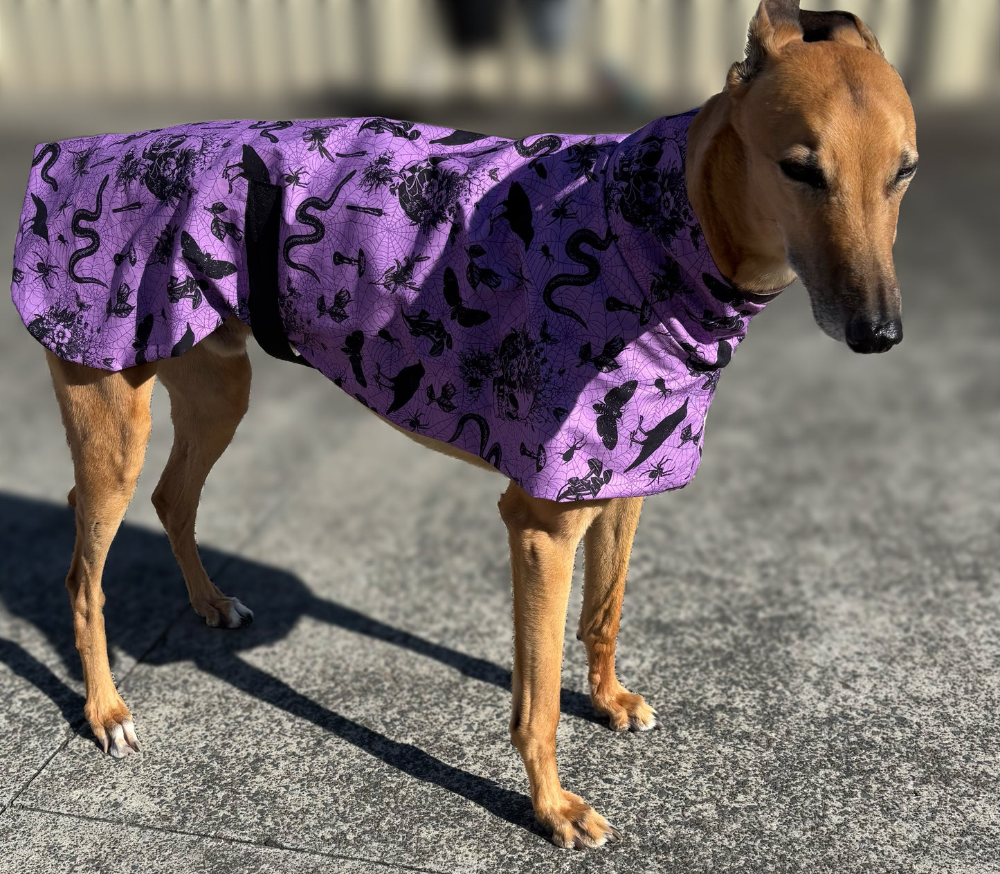 Potion purple Halloween greyhound cotton sports